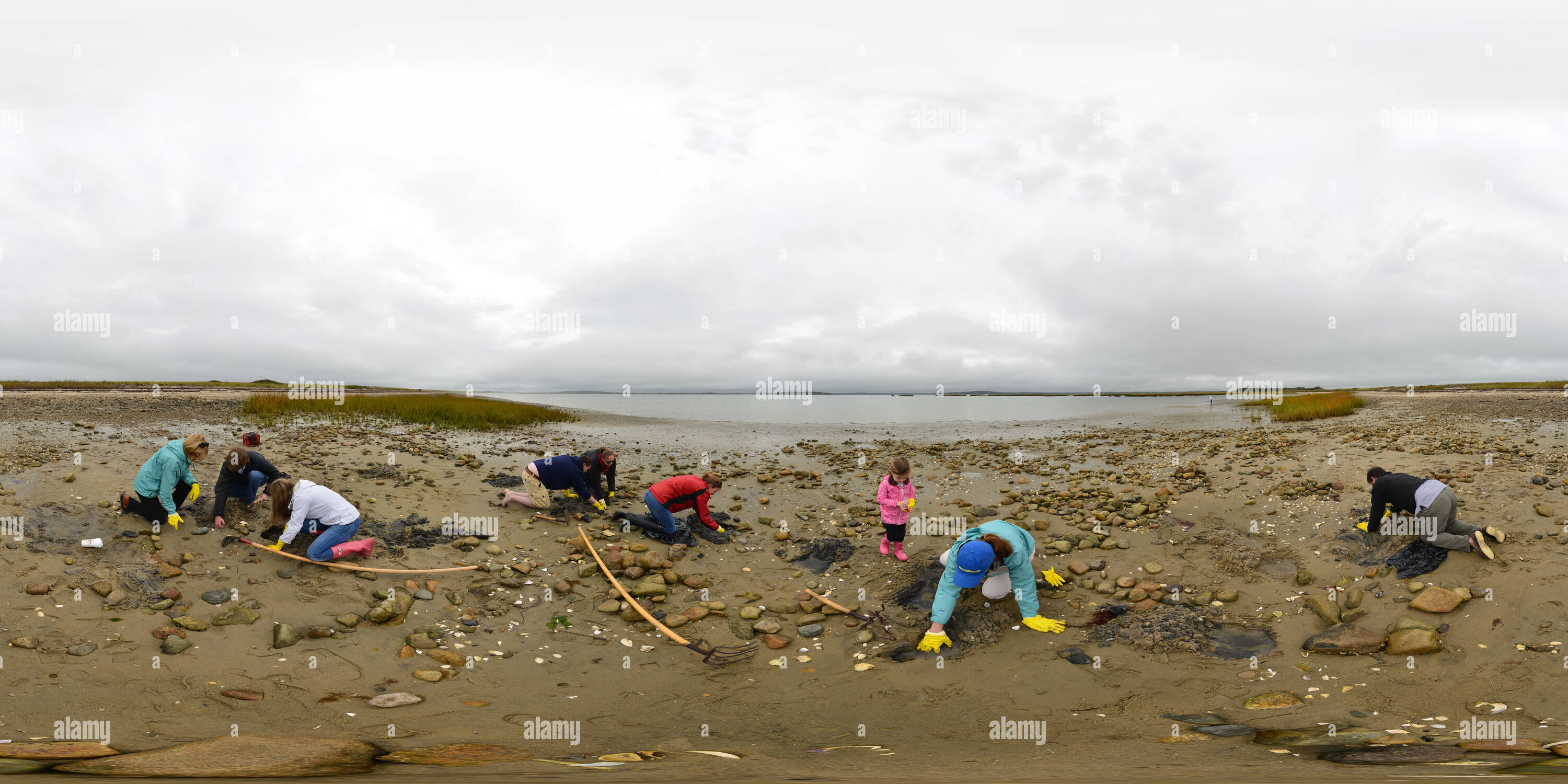 Clam digging hi-res stock photography and images - Alamy