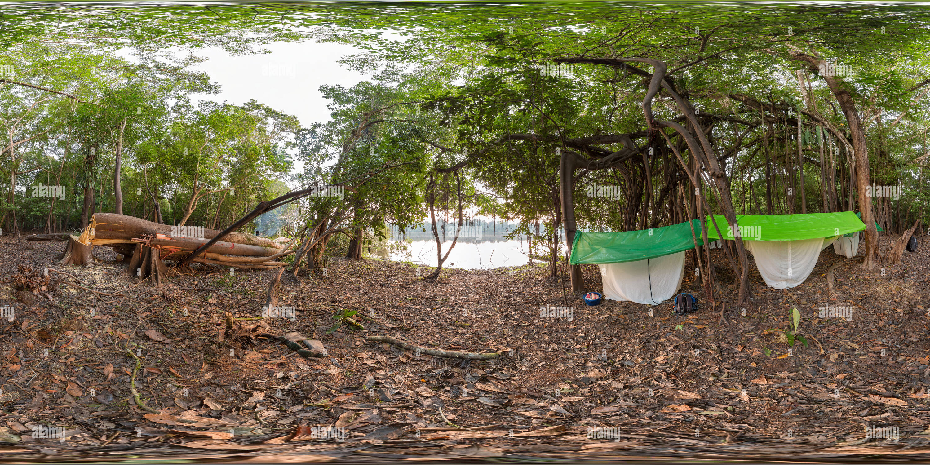 360° view of Morning in the Amazon Rainforest - Alamy