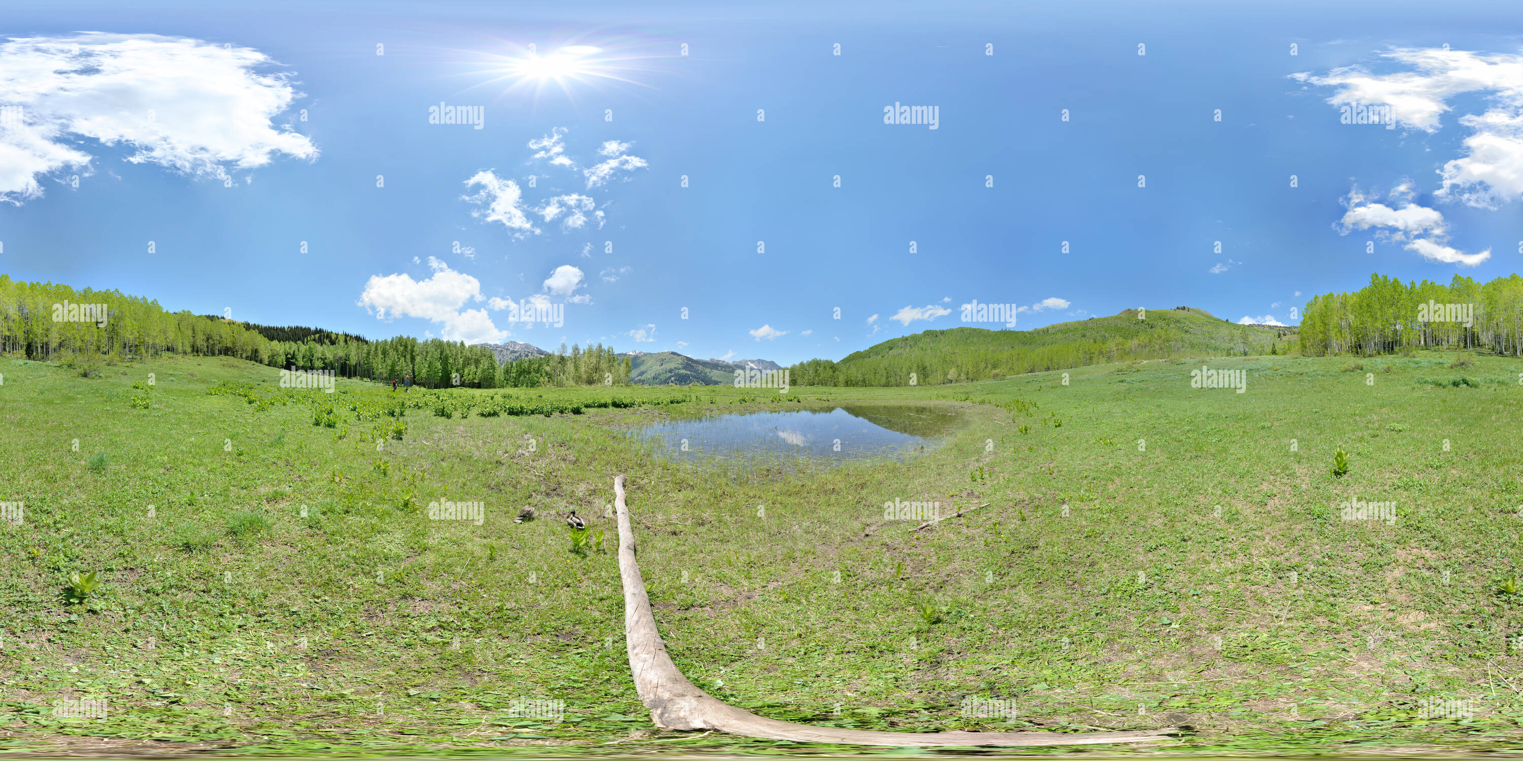 360° view of Willow Creek Trail, Big Cottonwood Canyon, Utah, USA - Alamy