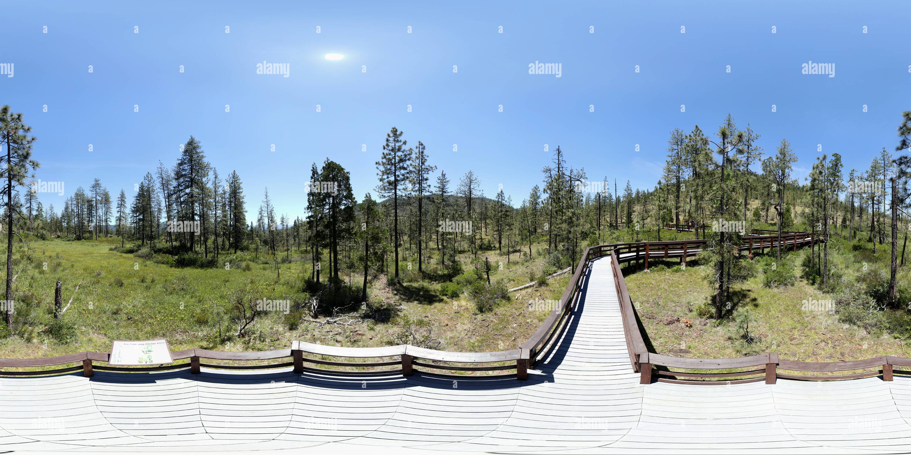 360 degree panoramic view of Eight Dollar Mountain botanical area