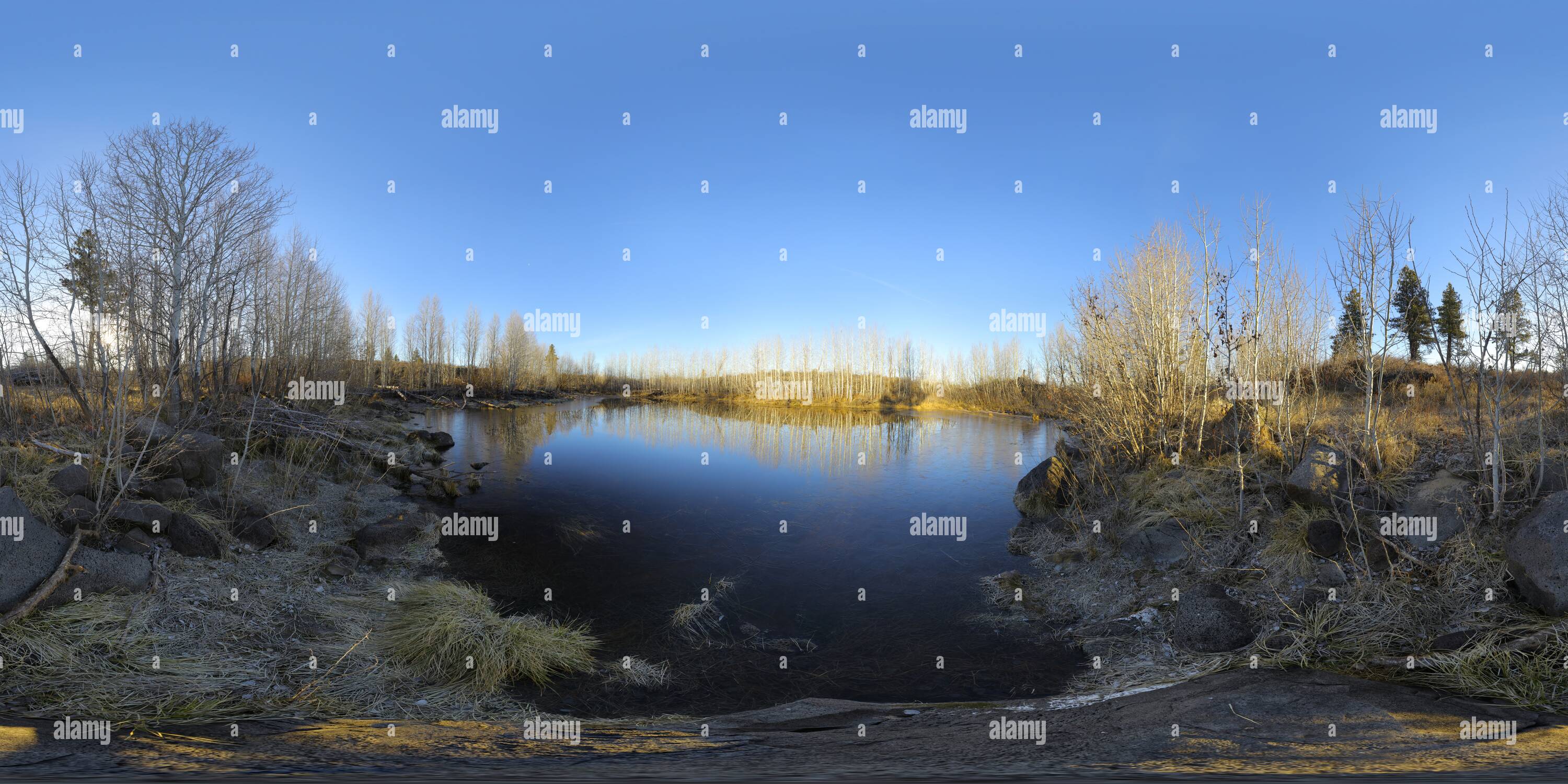 360° view of Quaking Aspen Spring - Alamy