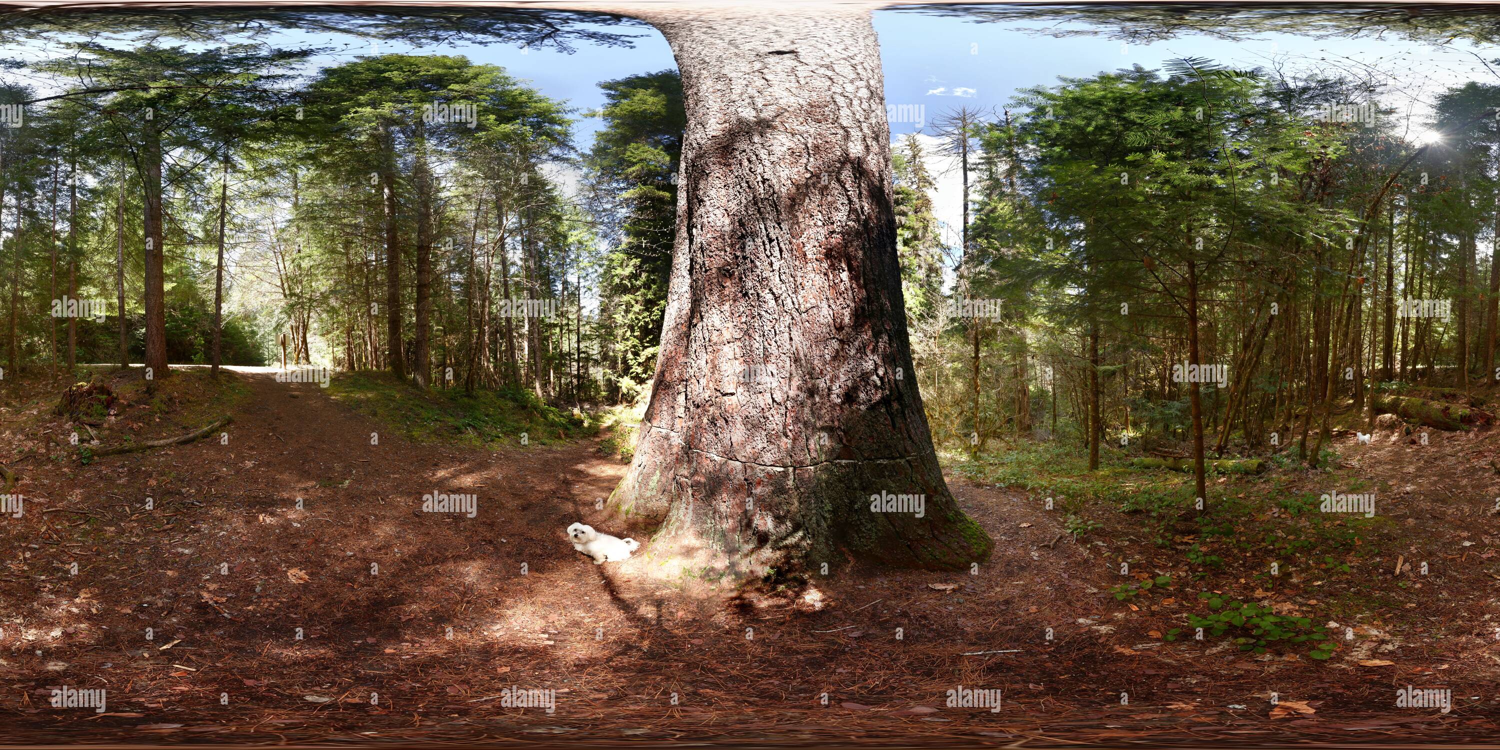 360 degree panoramic view of Tallest sugar pine