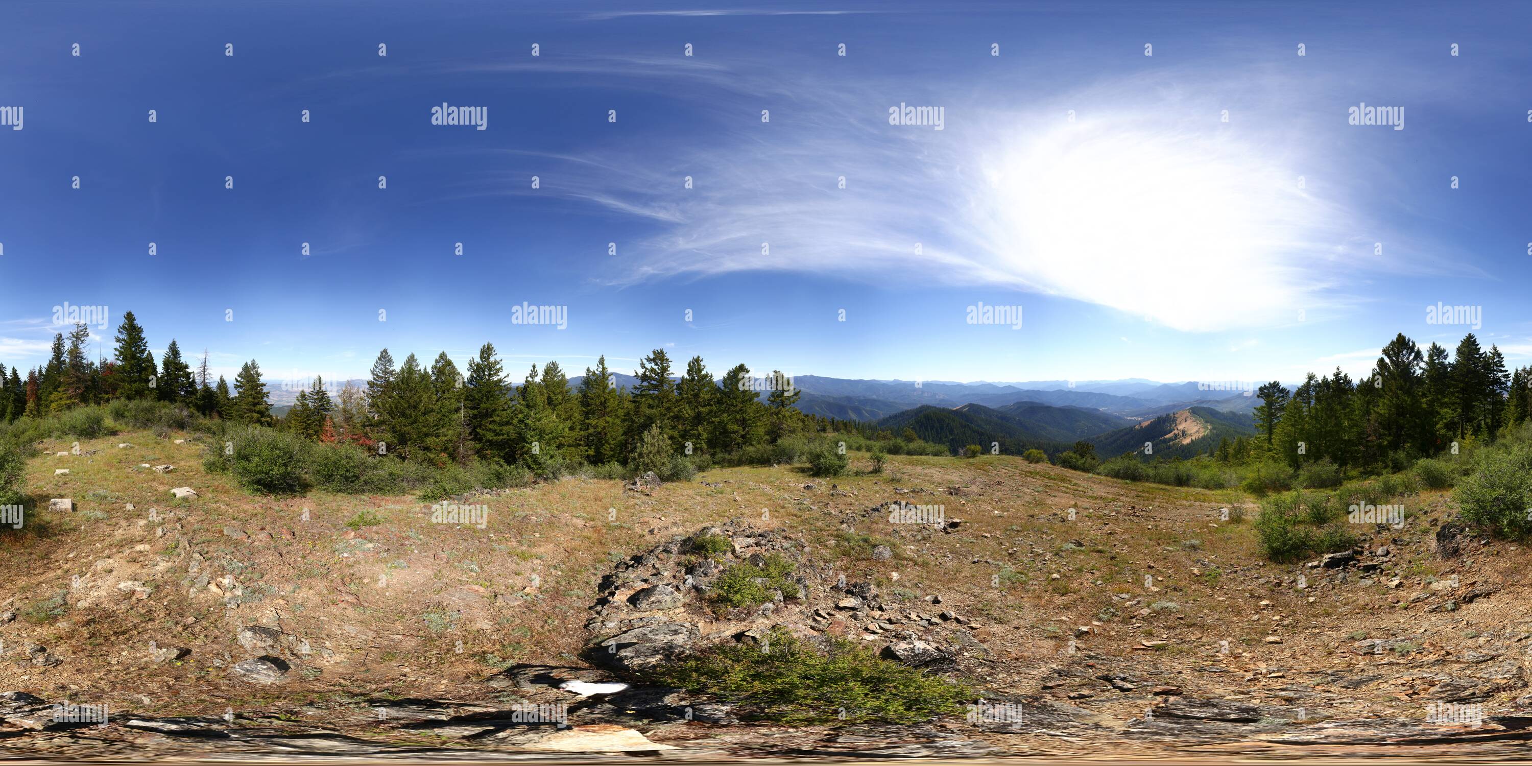 Grayback hires stock photography and images Alamy