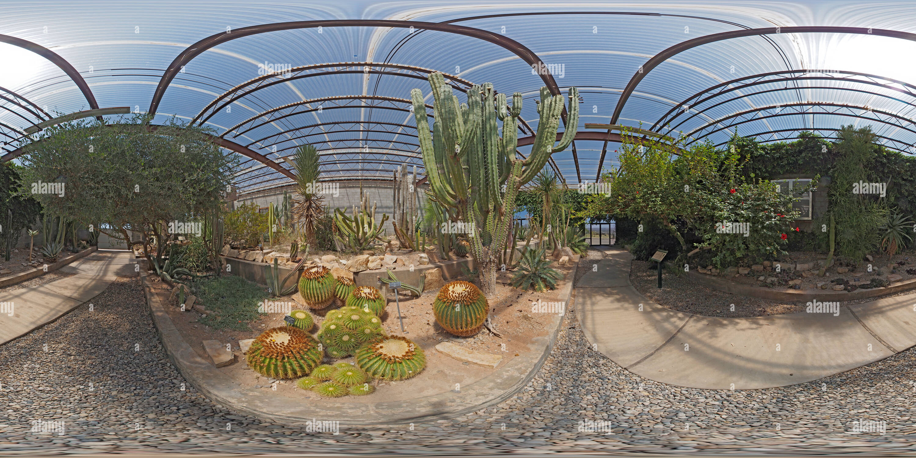 360° view of Exotic desert plants - Alamy