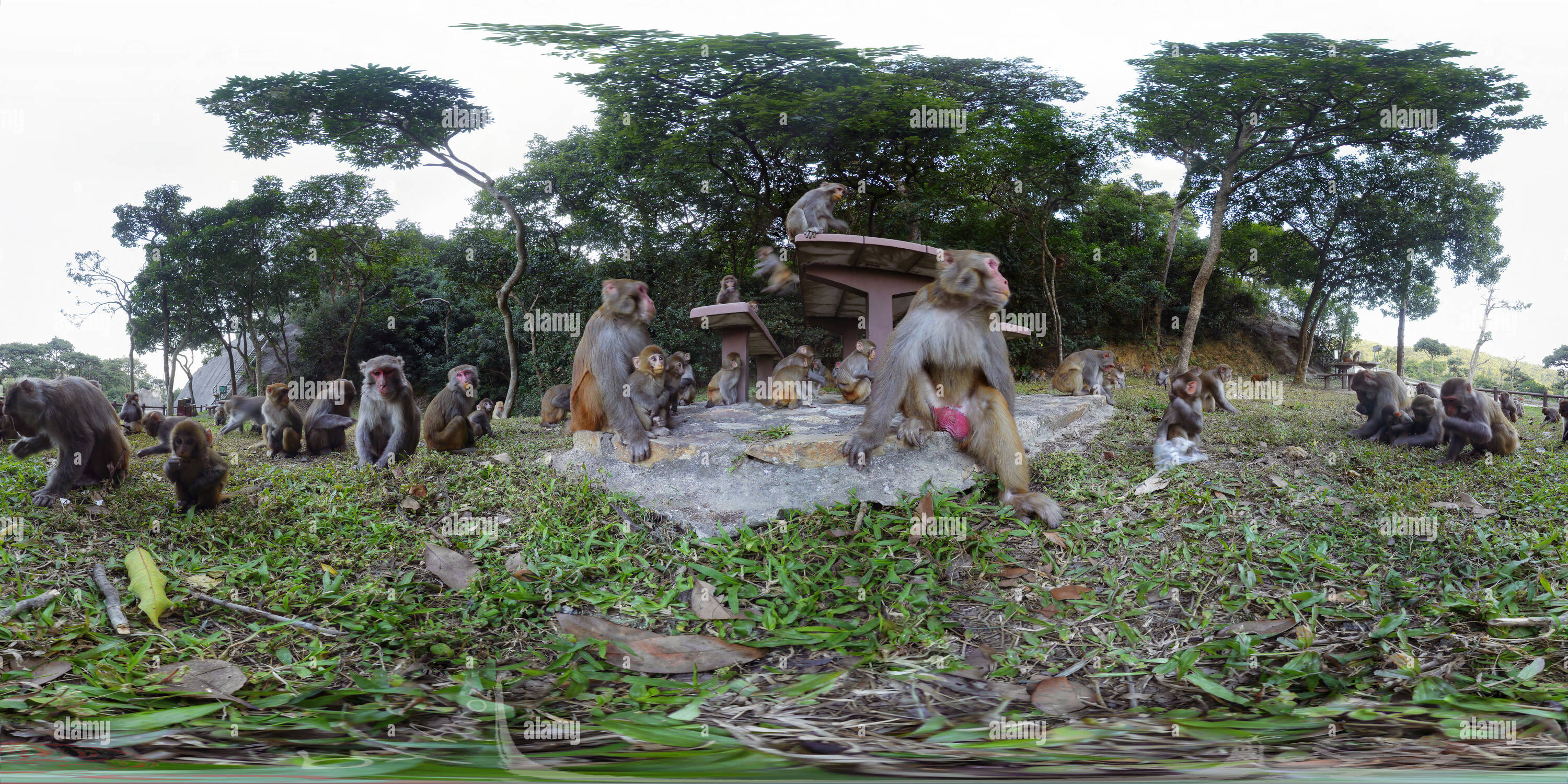 360° view of Mayhem under the Table - Alamy