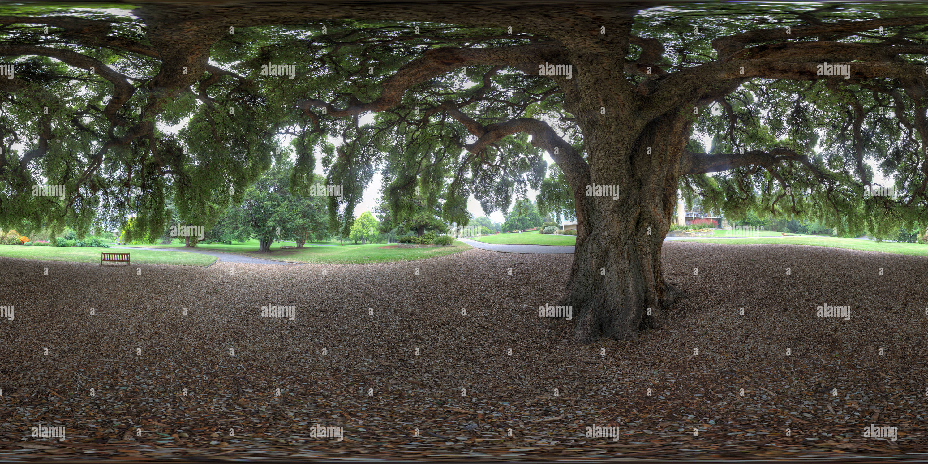 360 degree panoramic view of RTBG Cork Oak Tree.