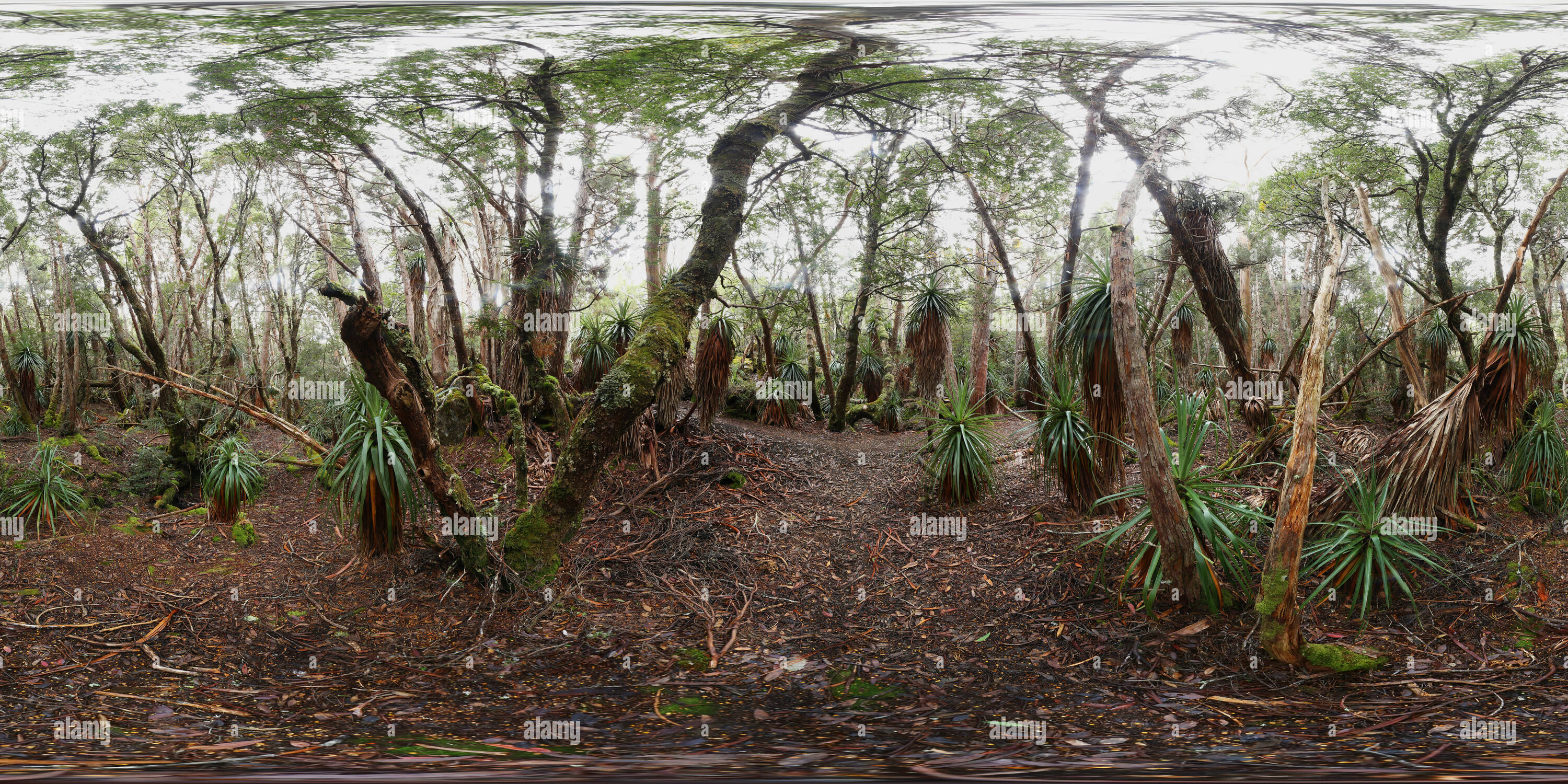 360° view of Pandani Grove 2 - Alamy