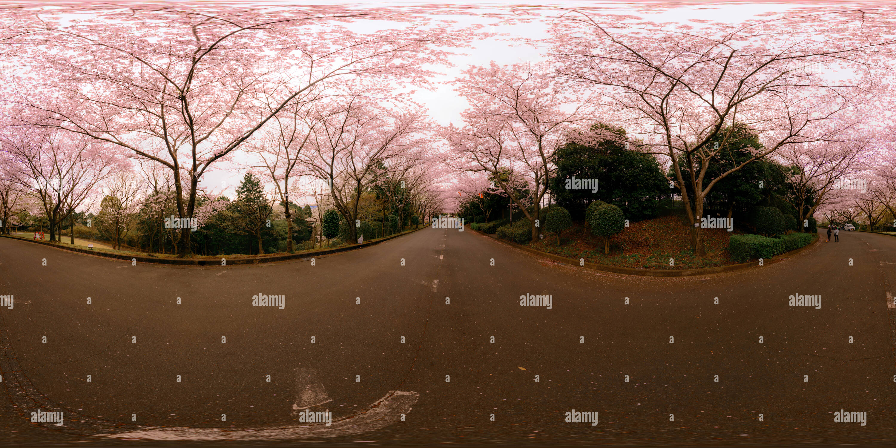 Cherry Blossom Trees In Ashitaka Athletic Park Stock Photo