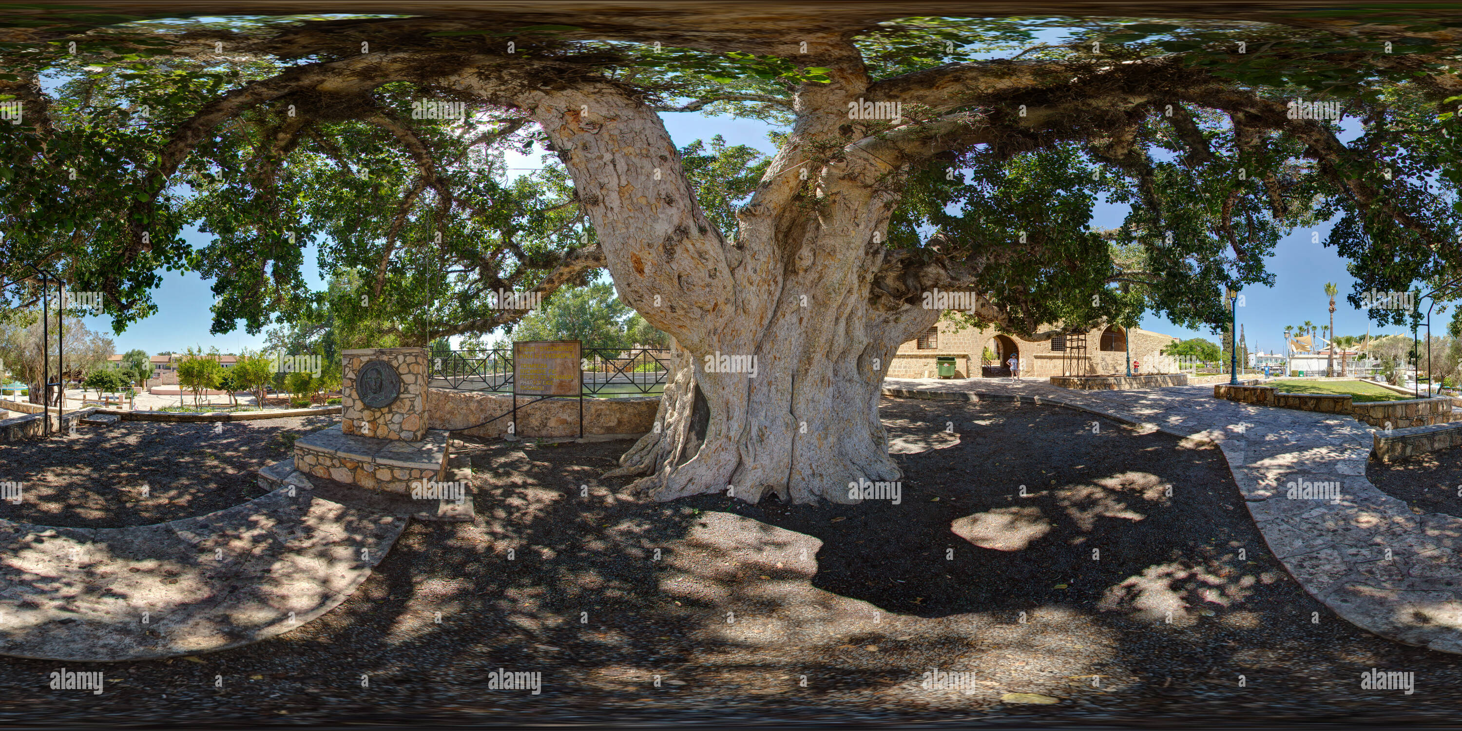 360 degree panoramic view of 600 years old sycamore tree. Ayia Napa. Famagusta. Cyprus