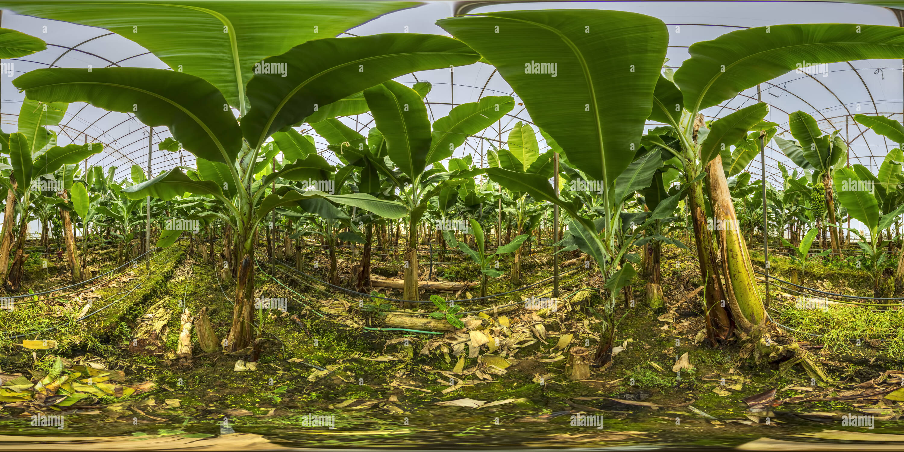 360 degree panoramic view of Banana Greenhouse Bozyazi Vr Mersin 3c4