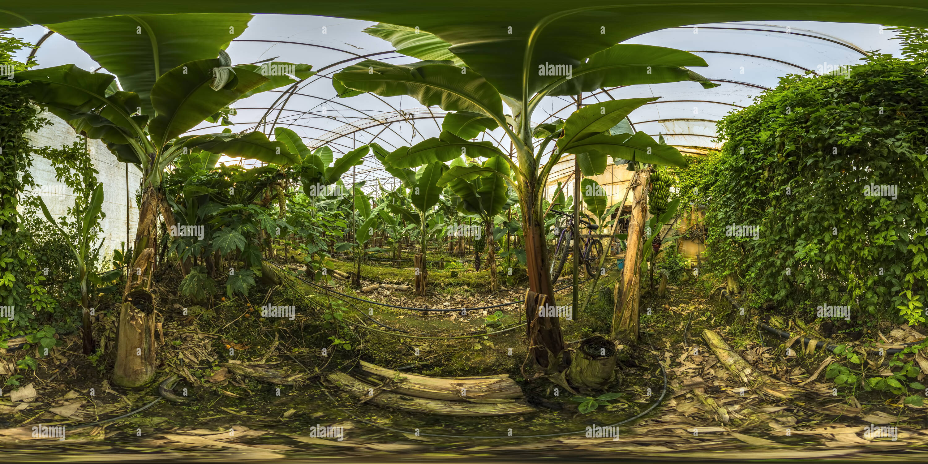 360 degree panoramic view of Banana Greenhouse Bozyazi Vr Mersin 67b