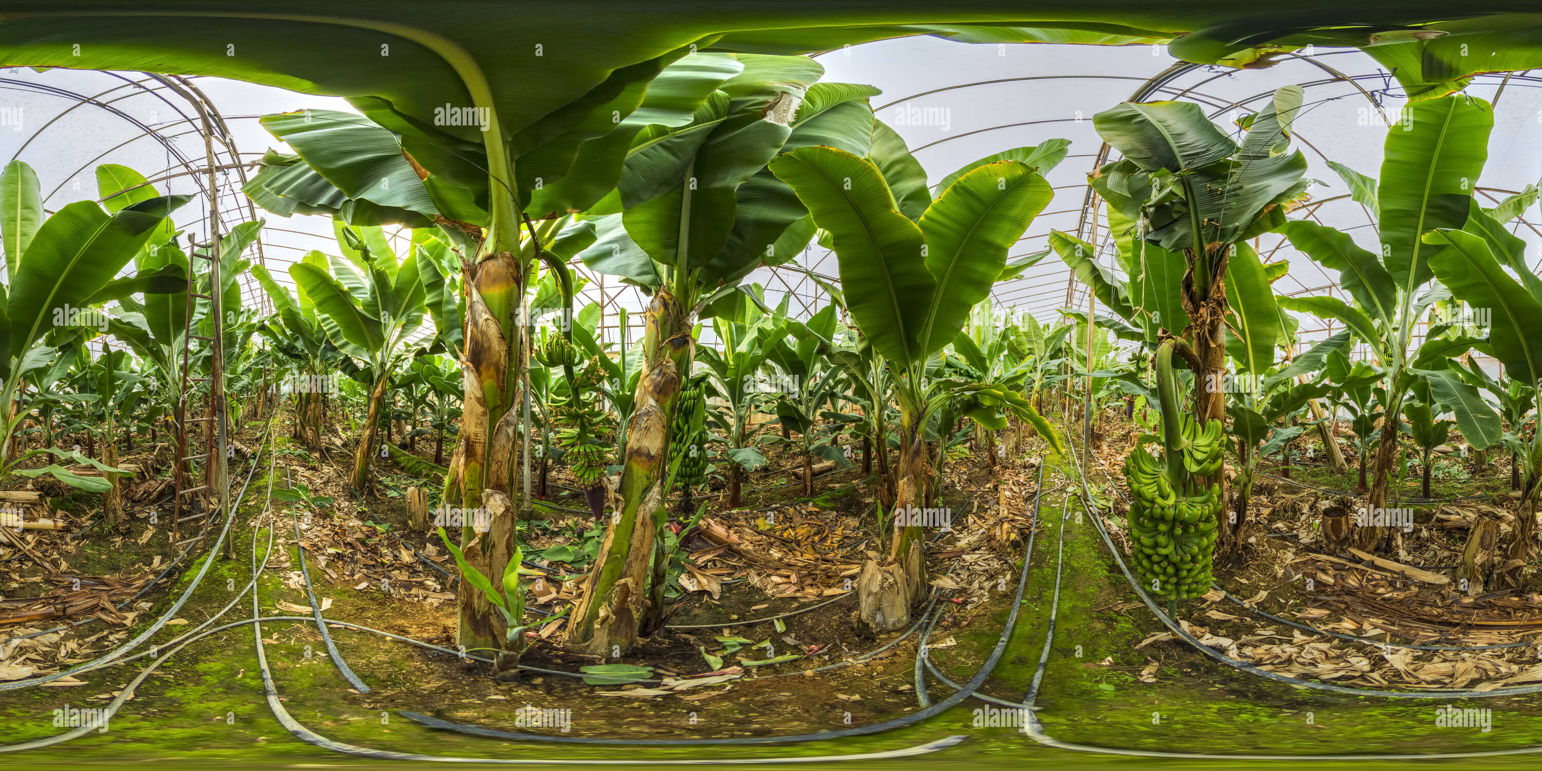 360 degree panoramic view of Banana Greenhouse Bozyazi Vr Mersin 65e