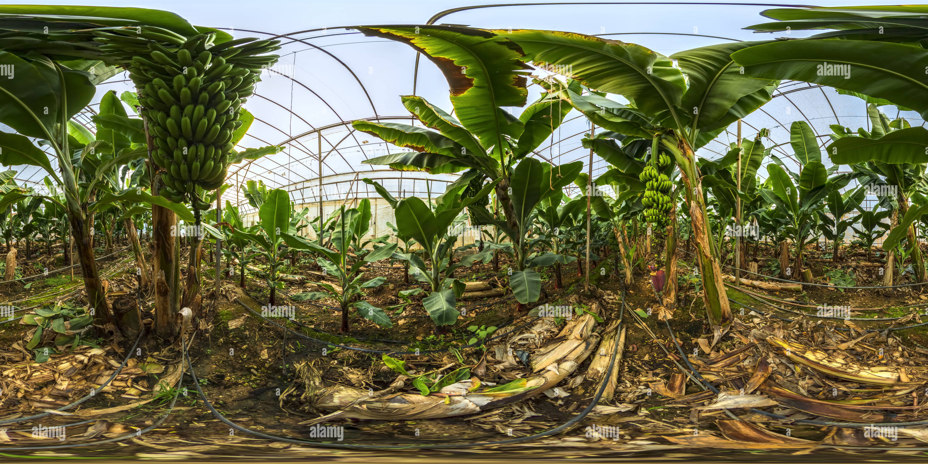 360 degree panoramic view of Banana Greenhouse Bozyazi Vr Mersin 232