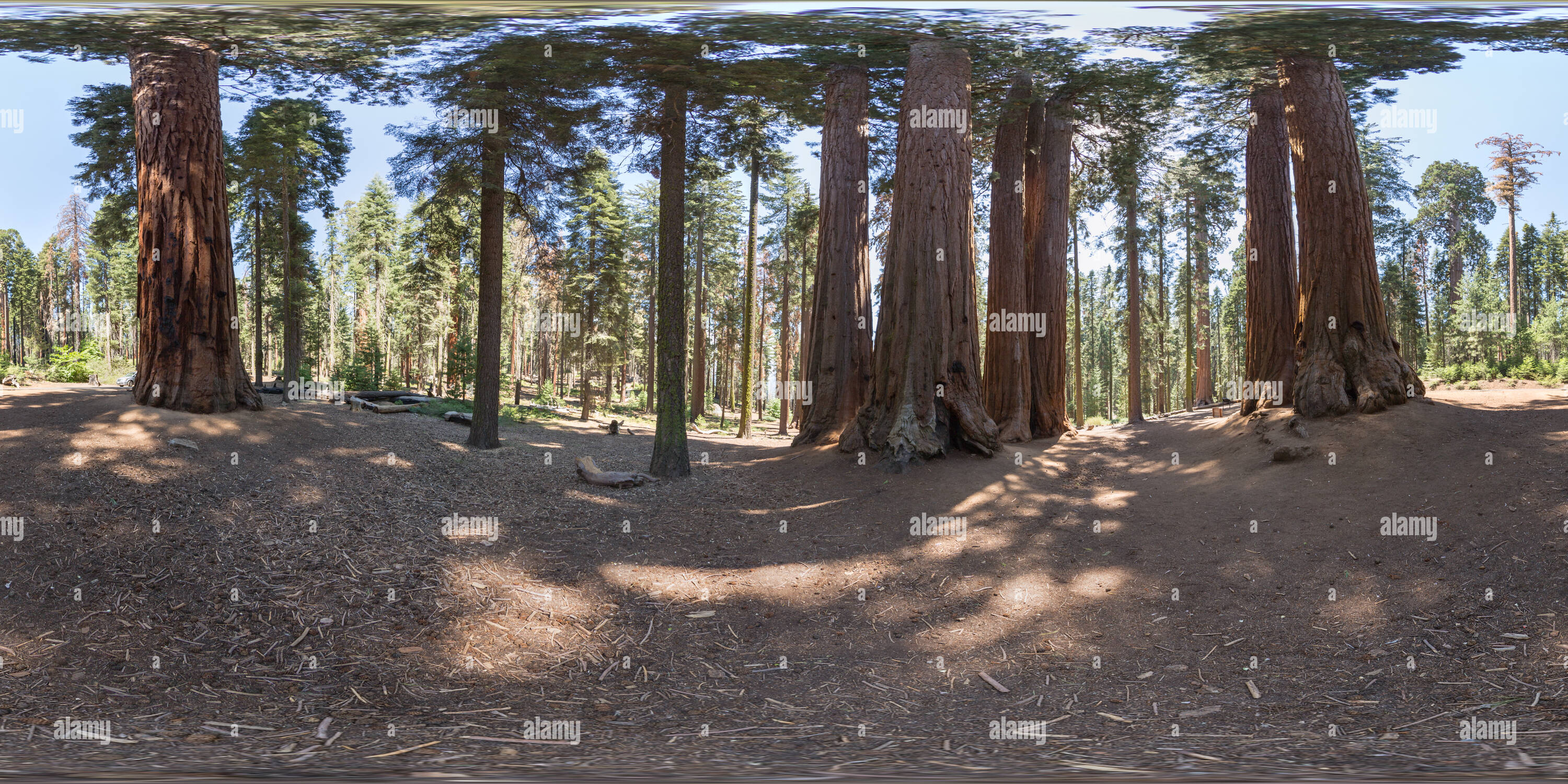 360 degree panoramic view of Mammoth Tree