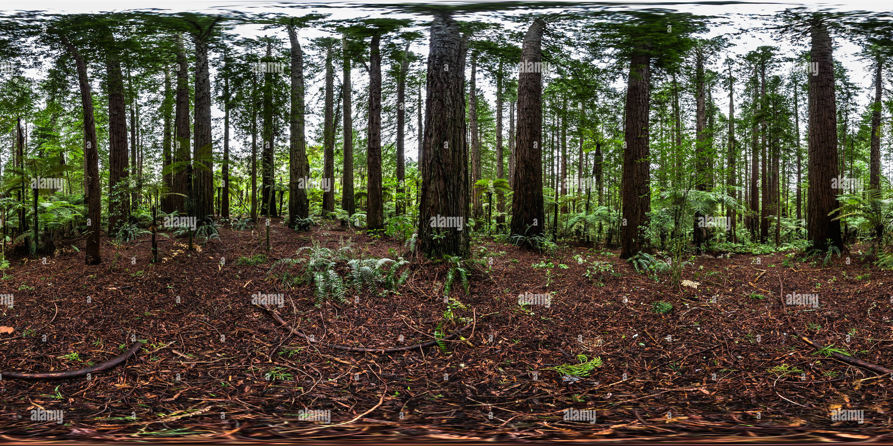 360° View Of Sequoia Sempervirens And Tree Ferns - The Redwoods At ...