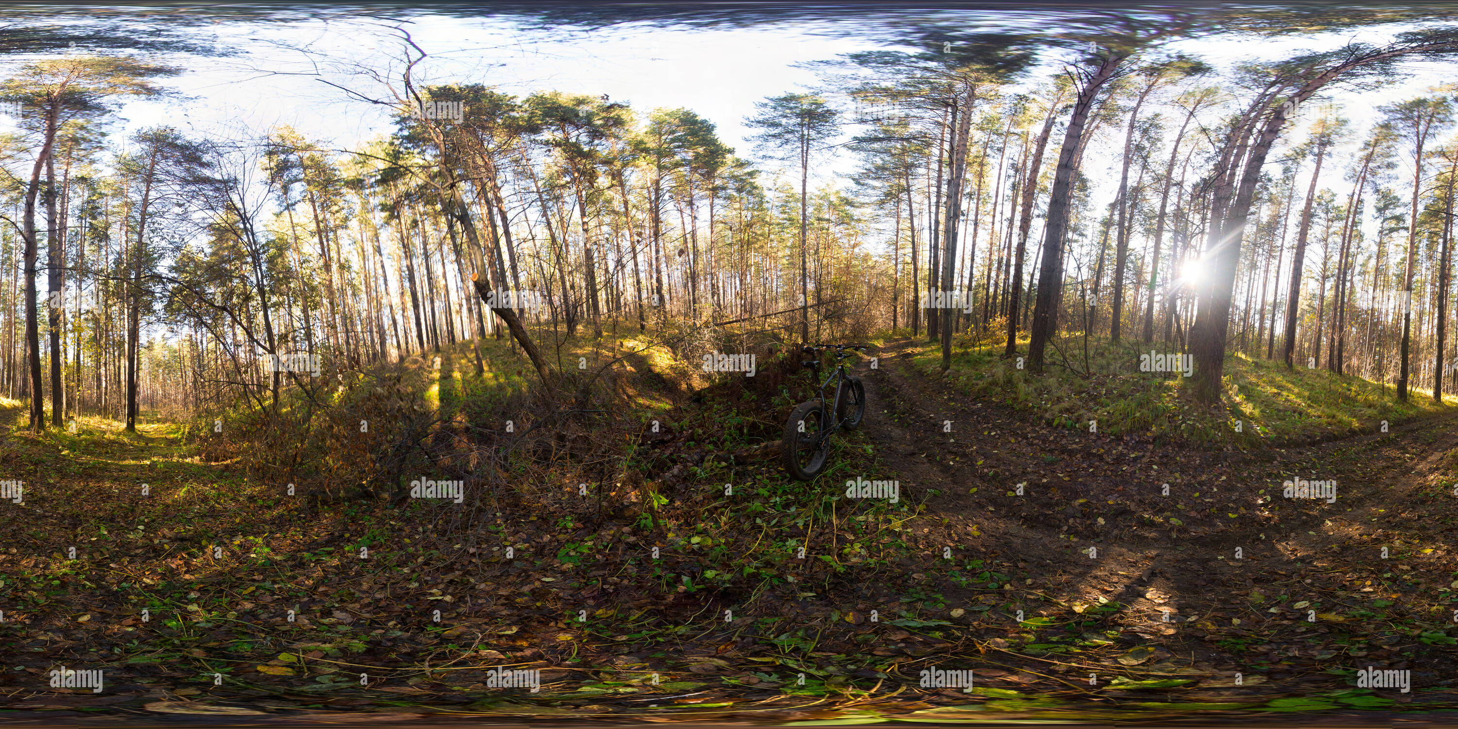 360° view of Old forest road Alamy