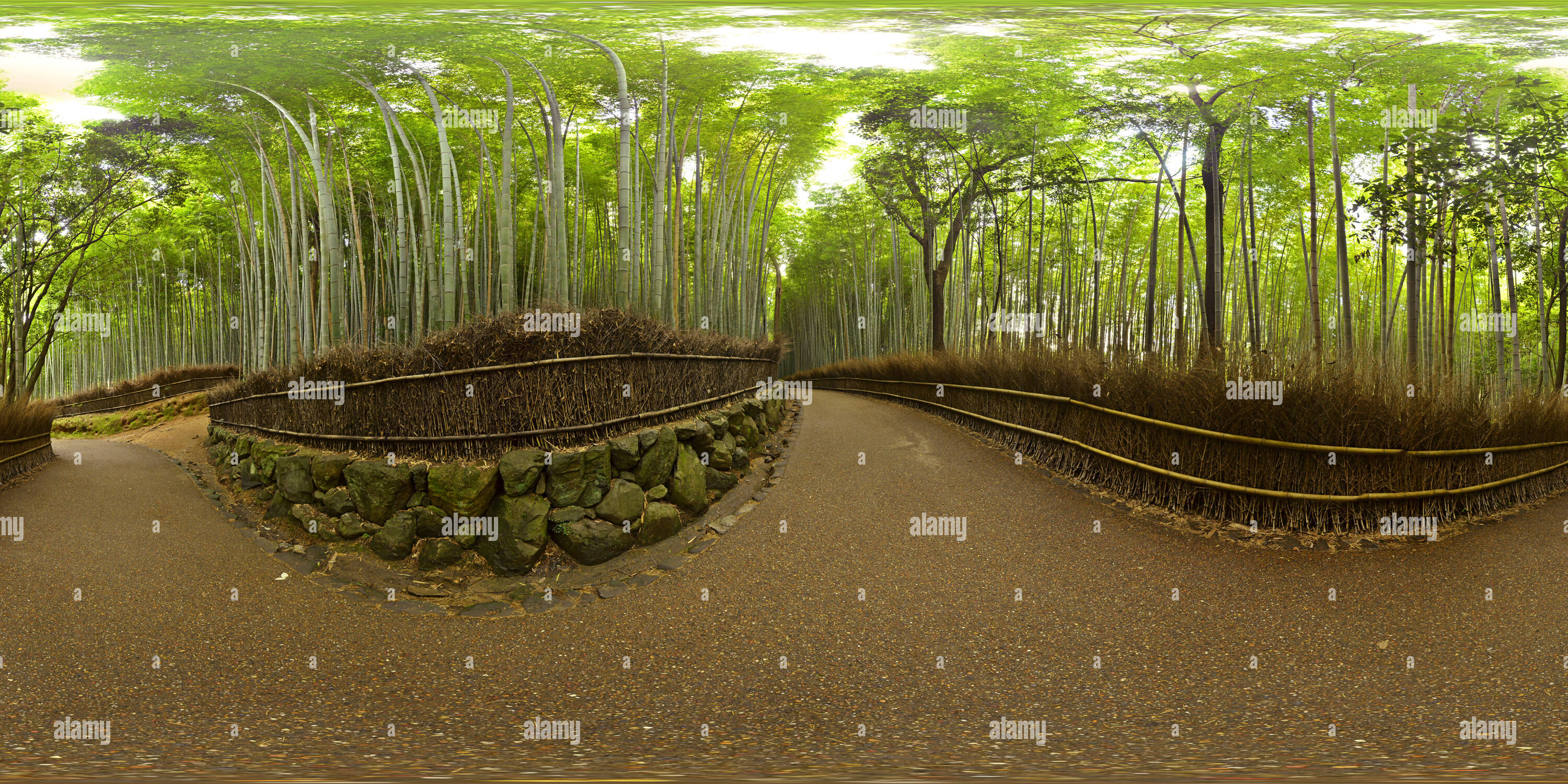 360° view of Bamboo Grove Forest Arashiyama Kyoto Alamy