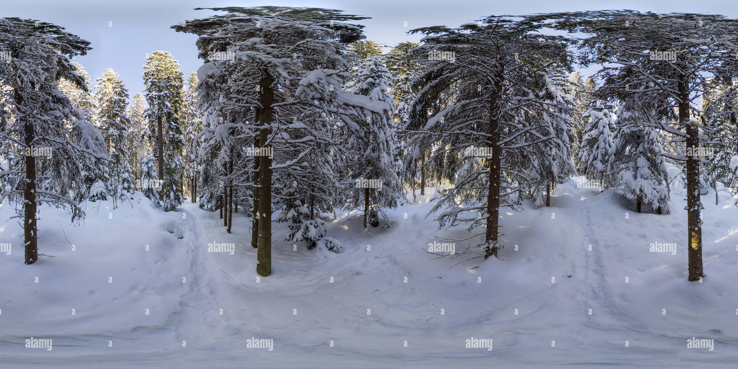 360 degree panoramic view of Puijo winter forest in Kuopio town