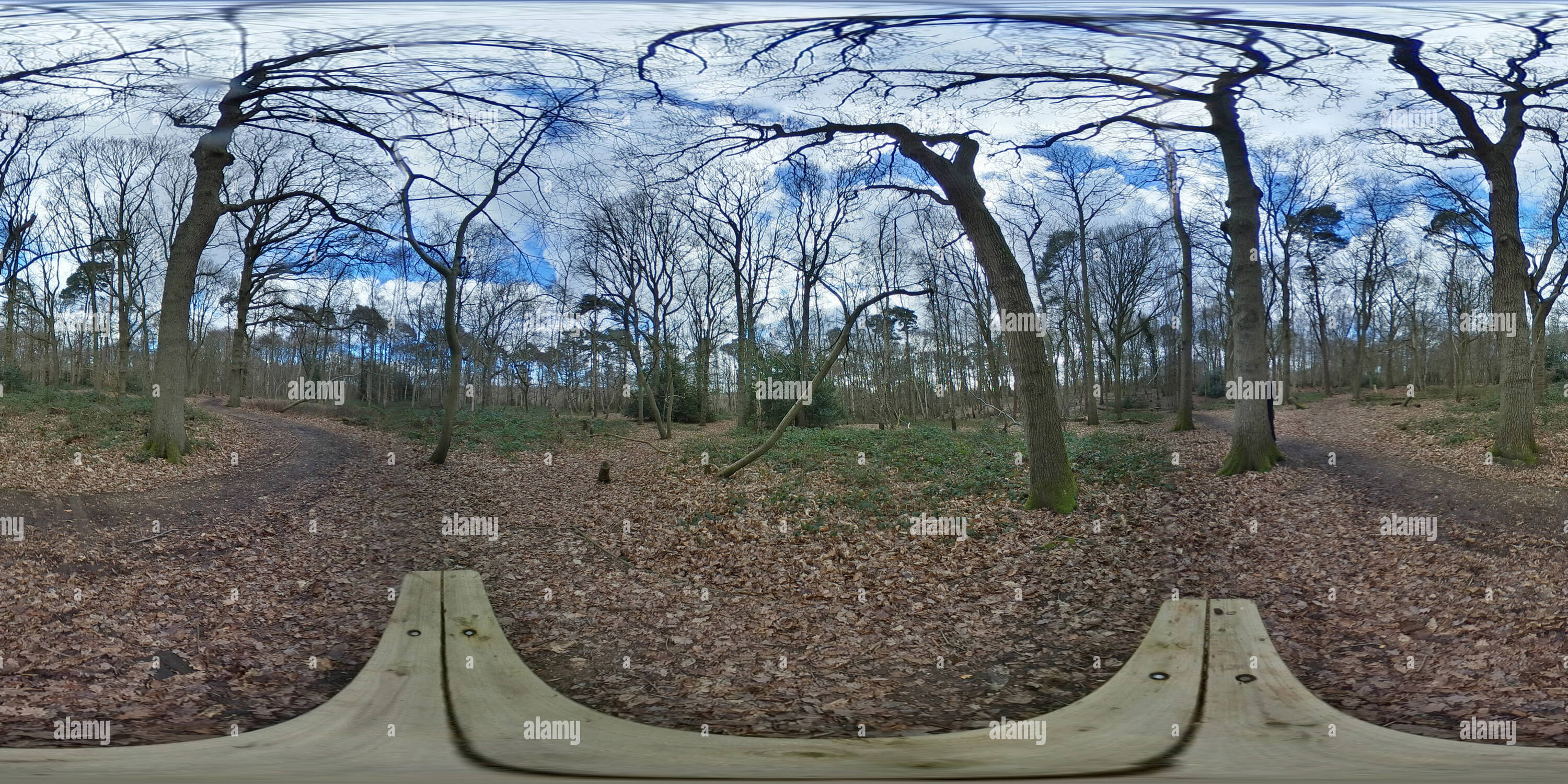 360° view of High Woods Country park Woods Alamy