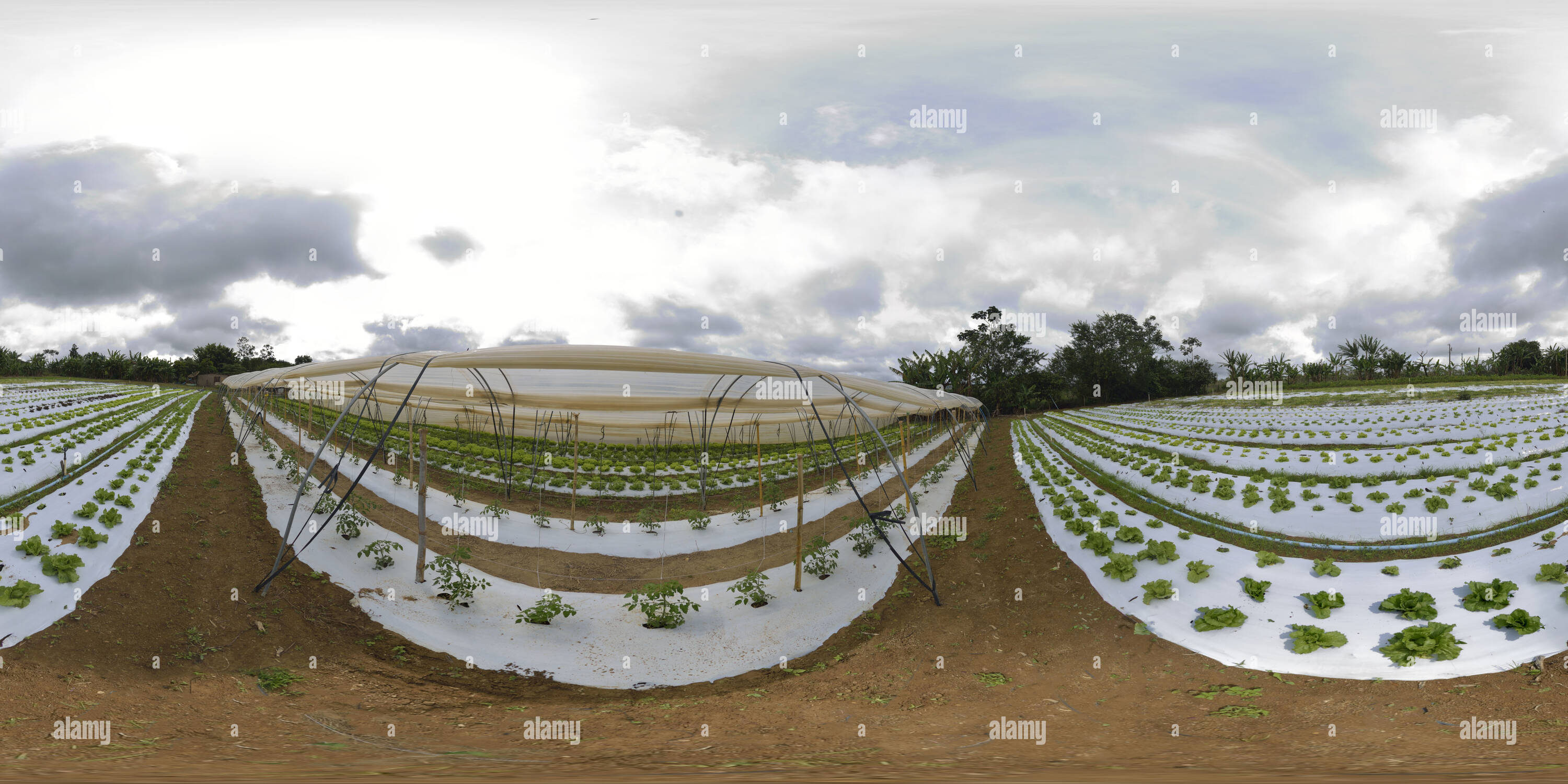 360° view of Lettuce grown in the mulch plastic film Alamy