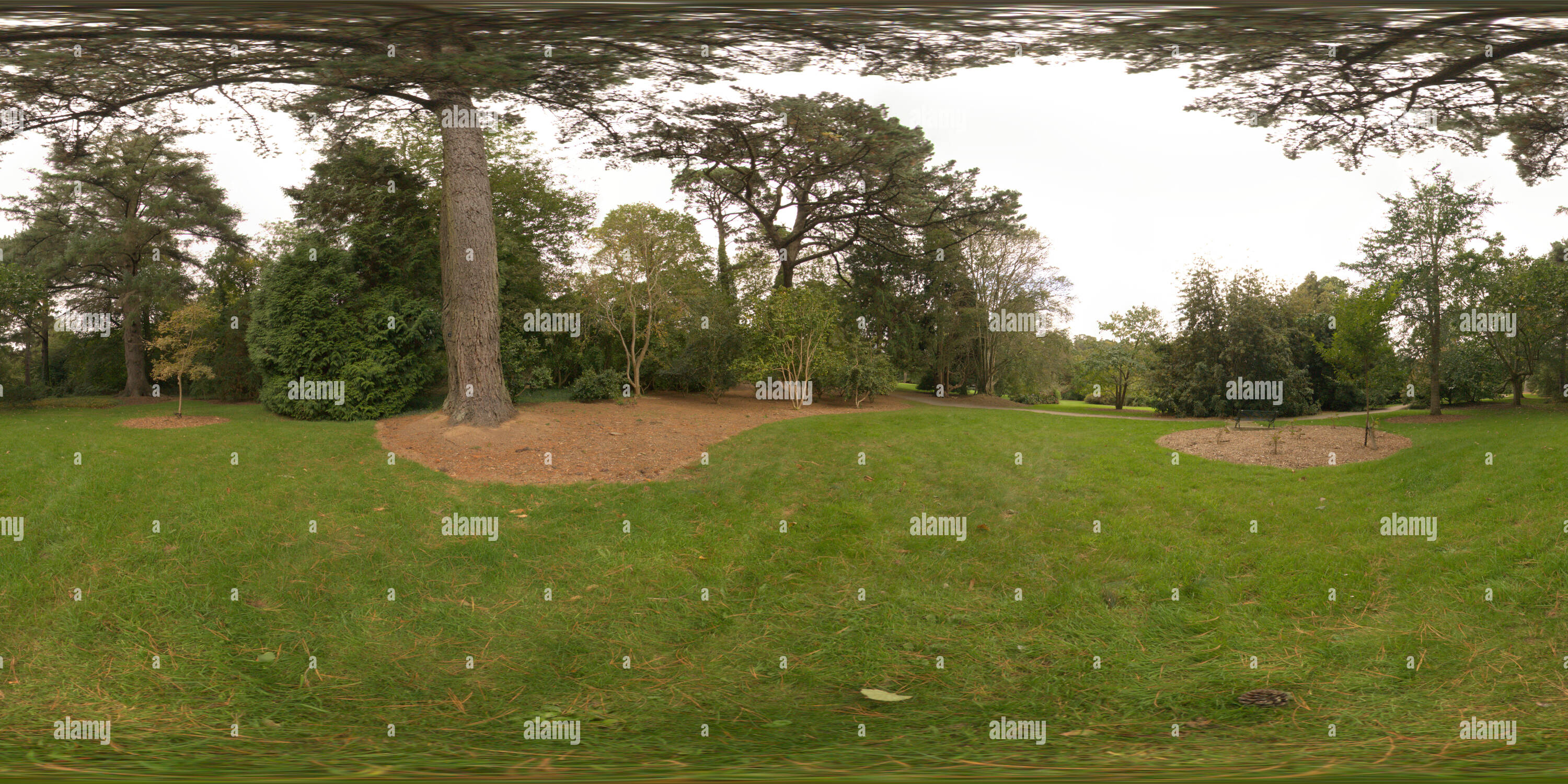 360 degree panoramic view of Trees in Trelissick Gardens, Cornwall