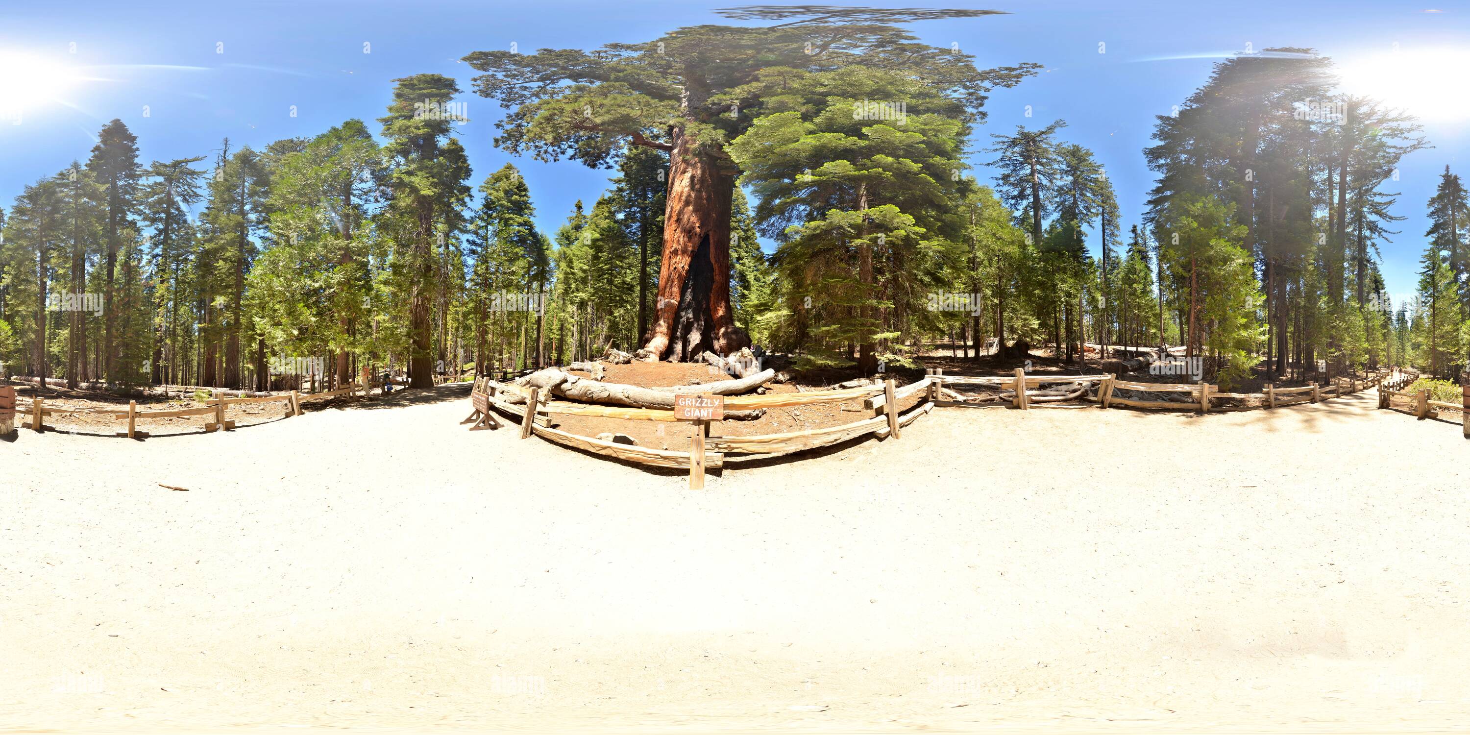 360 degree panoramic view of Giant Grizzly Sequoia Tree overlook, Yosemite