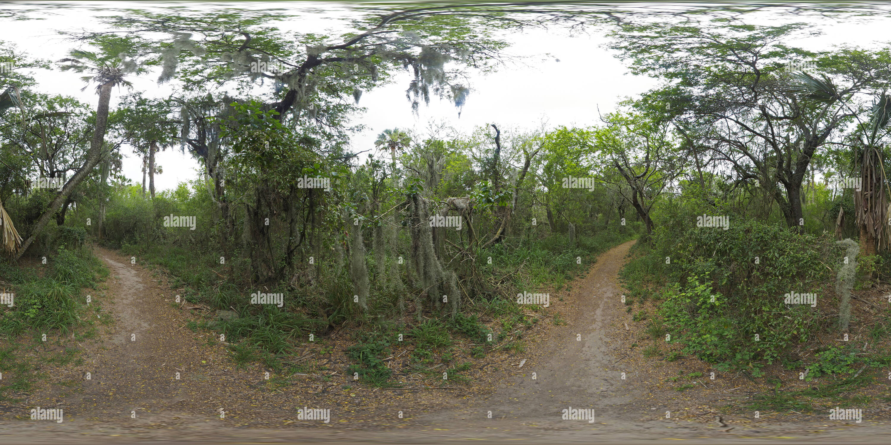 360° view of Spanish moss epiphytes in the sabal palm grove Alamy