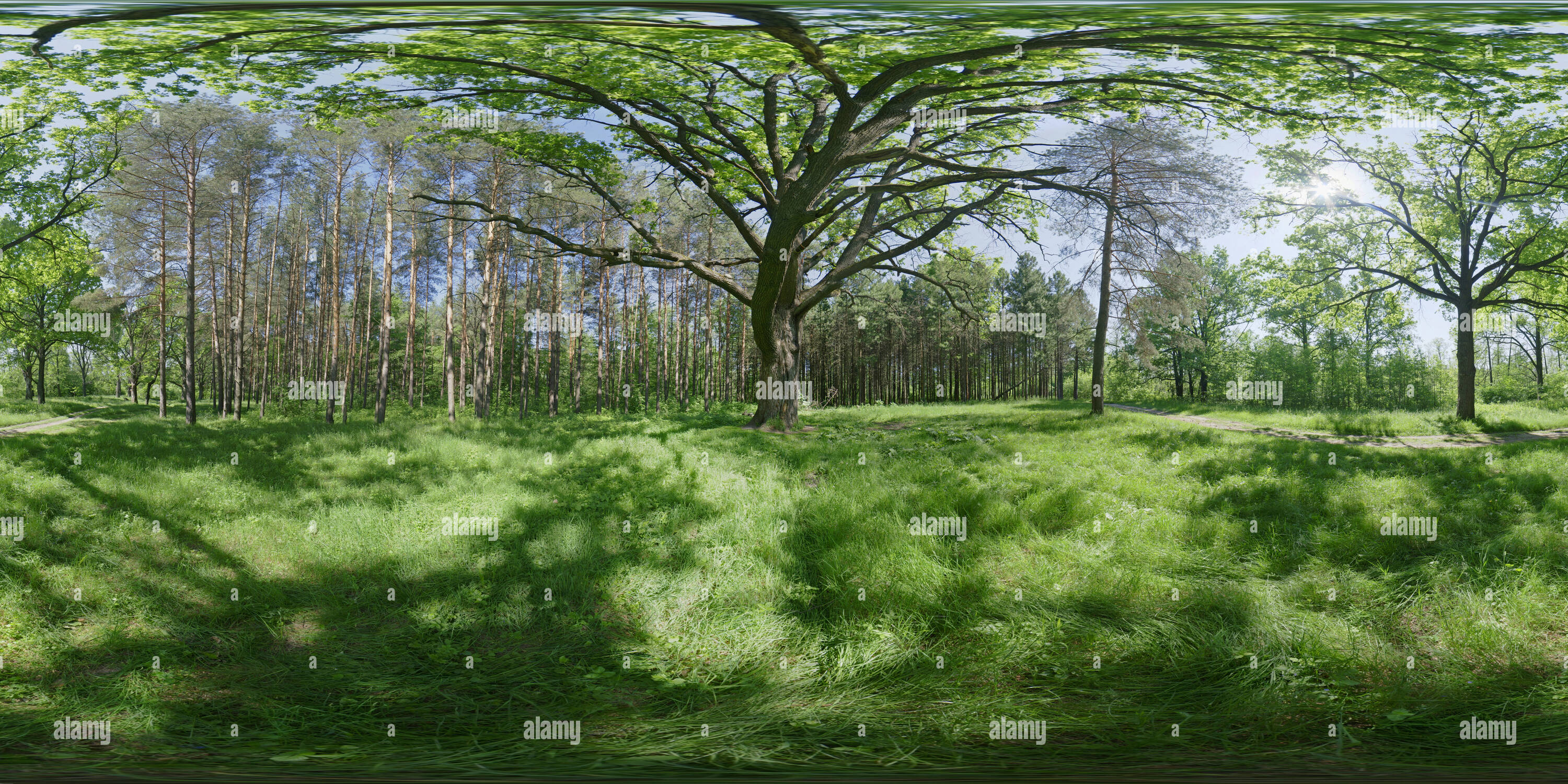 360° view of Biggest oak in this forest Alamy