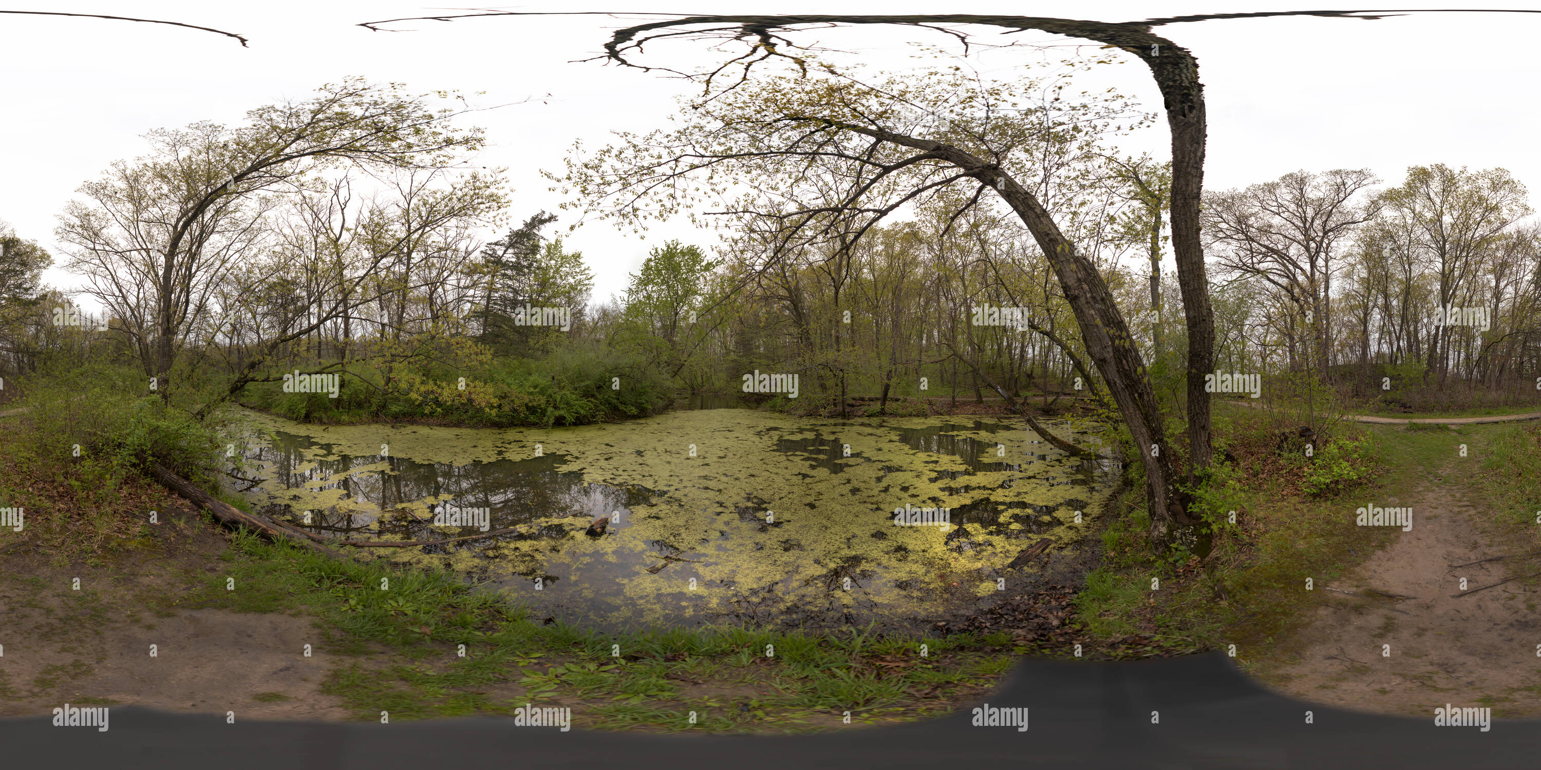 360° view of Built by Beavers. Lost Lake Area near Ledges State Park