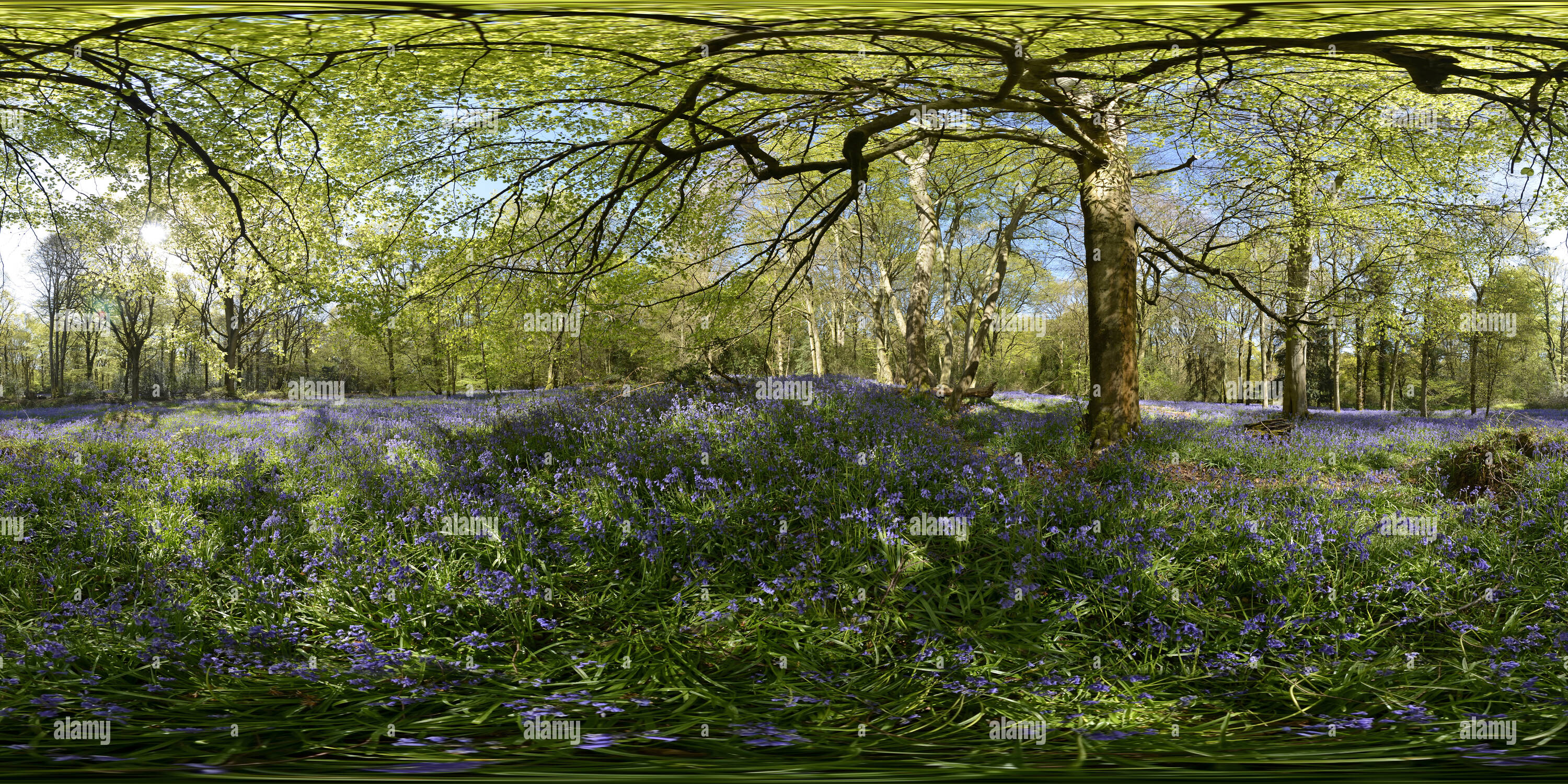 360° view of Bluebells, Staffhurst Wood, near Limpsfield Surrey, early ...