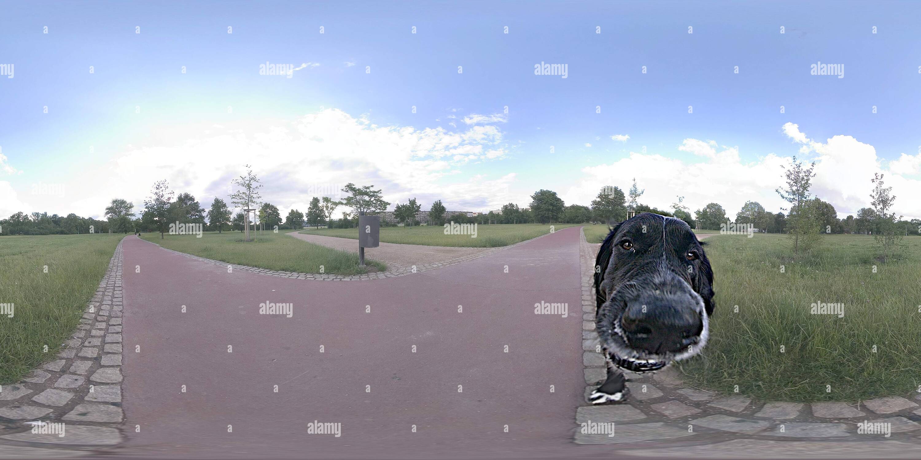 360° view of the Dog Stranger Alamy