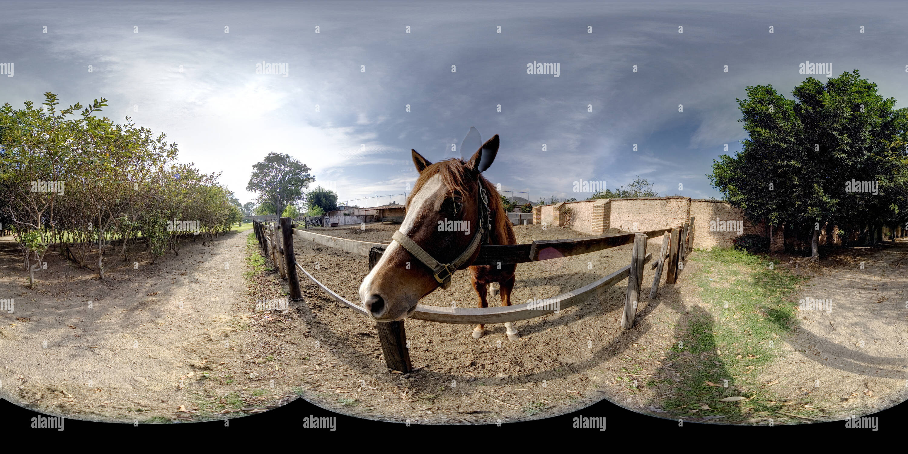 360° view of Horse Hacienda El Carmen 22 Alamy