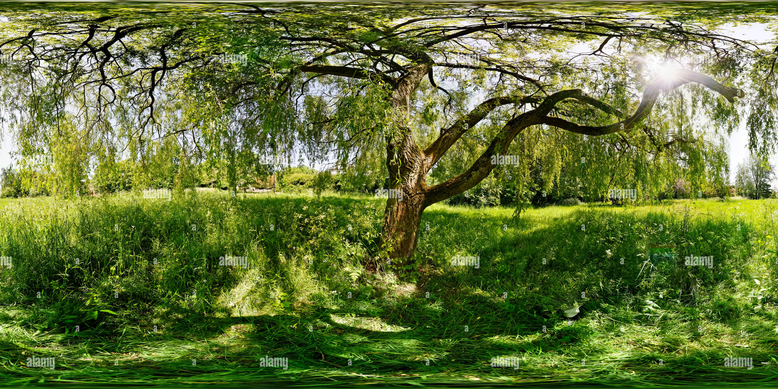 360 degree panoramic view of Under the Willow Tree, Totteridge Green