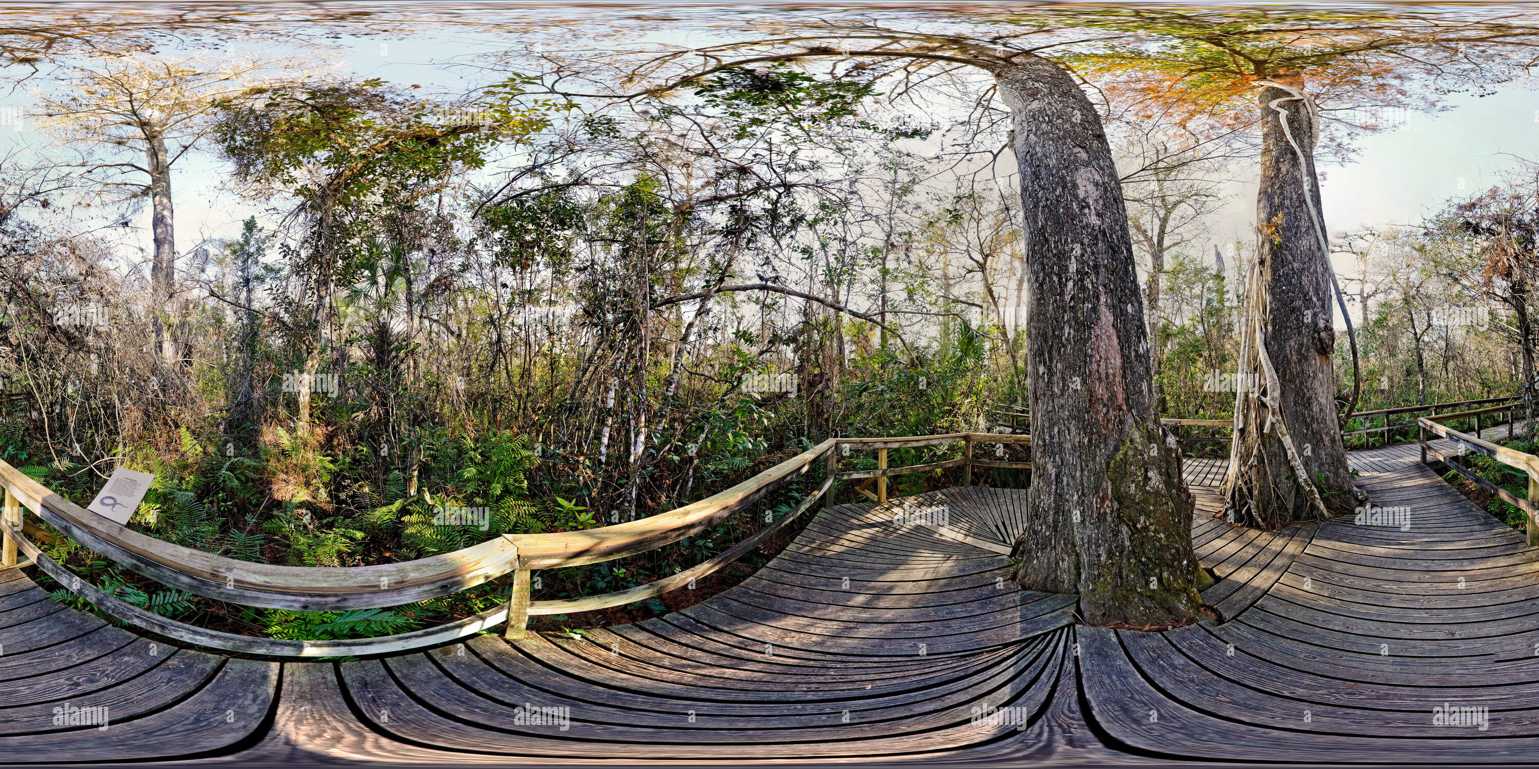 360 degree panoramic view of Big Cypress Bend, Fakahatchee Boardwalk, Florida