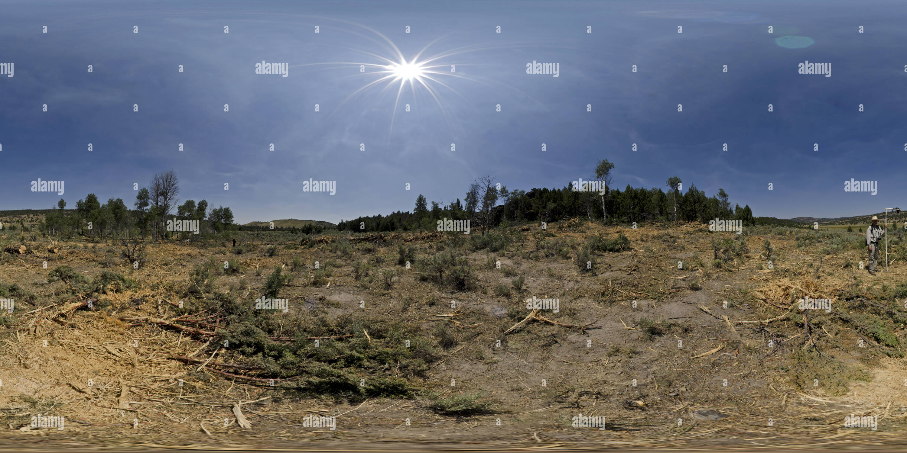 360 degree panoramic view of Result of Juniper Mastication to improve Sage Grouse Habitat