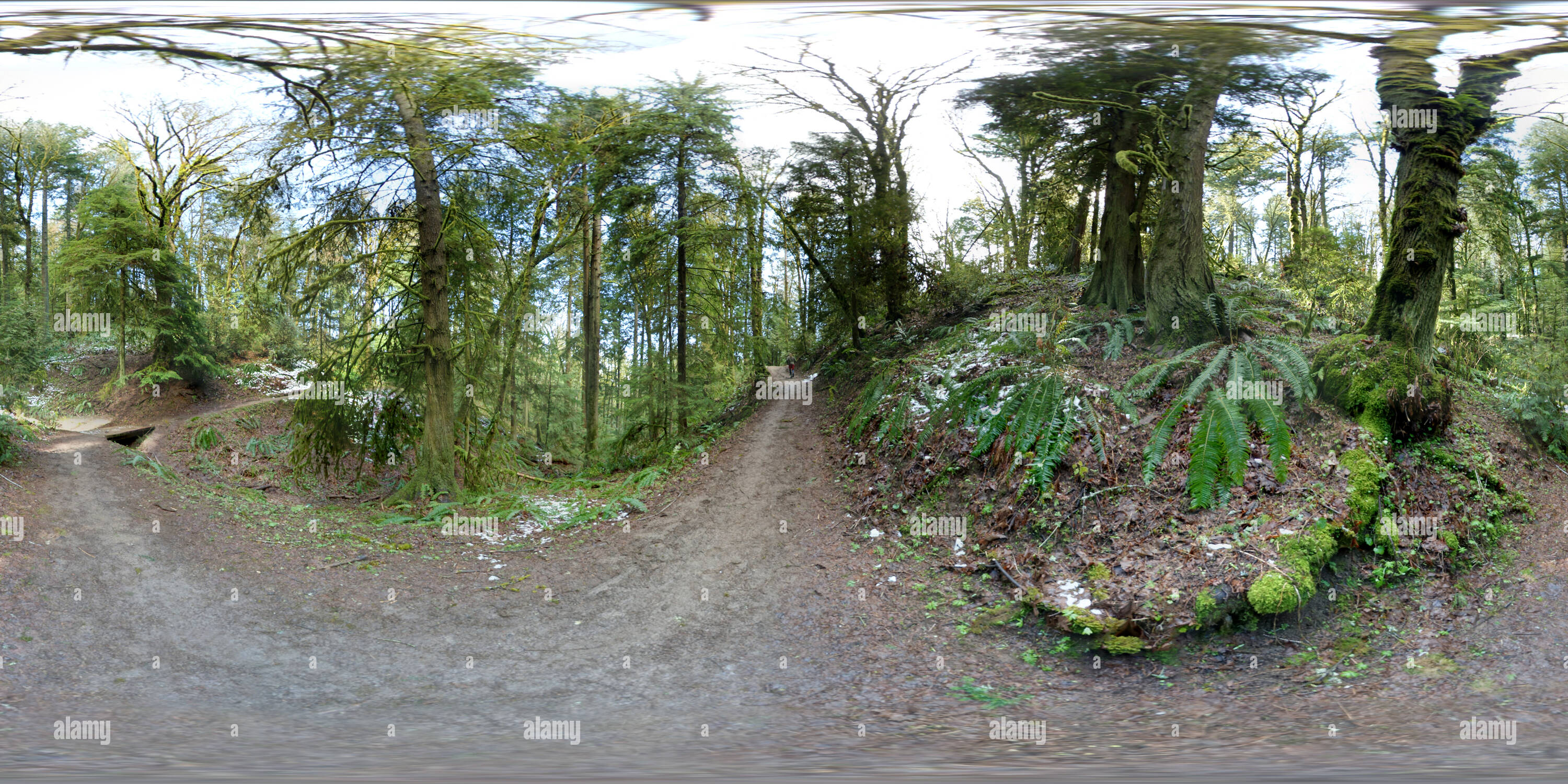 360° view of Wildwood Trail, Portland Oregon Alamy