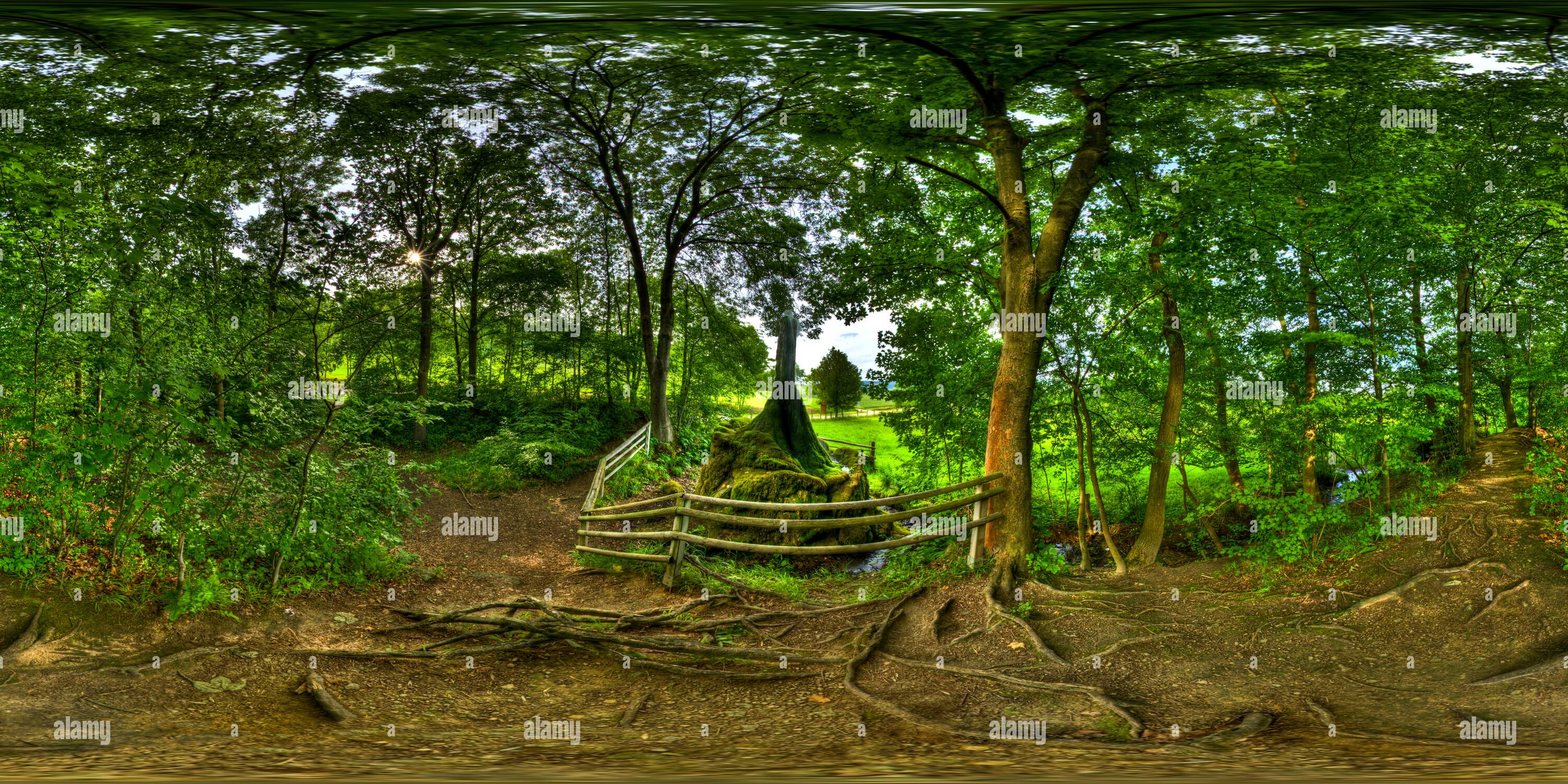 360° view of Water tree Ockensen HDR Alamy