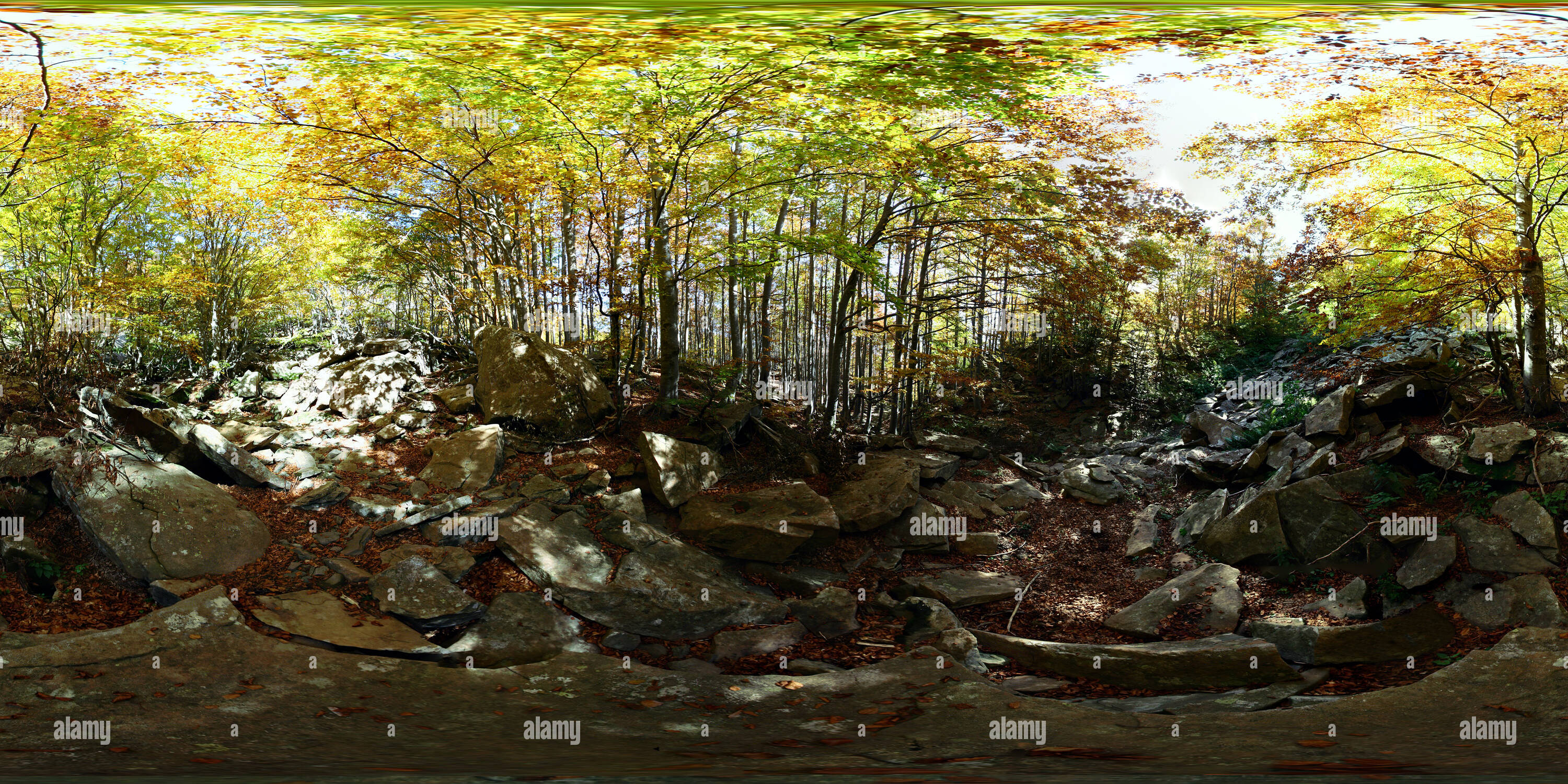 360 degree panoramic view of Beech trees in autumnal colors in the 'Appennino Tosco-Emiliano' national park