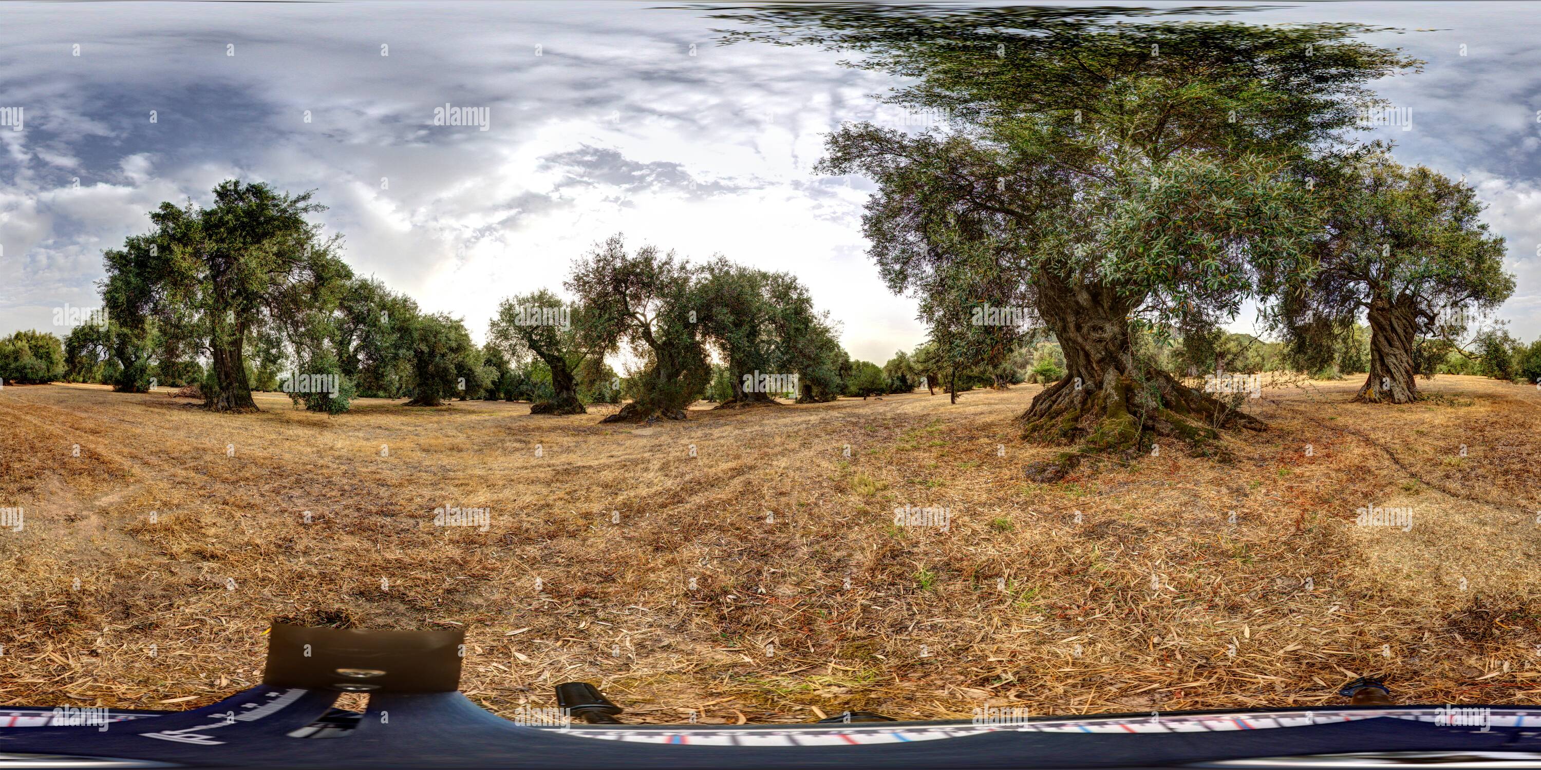 Tree Talk View Trees talking hi-res stock photography and images - Alamy
