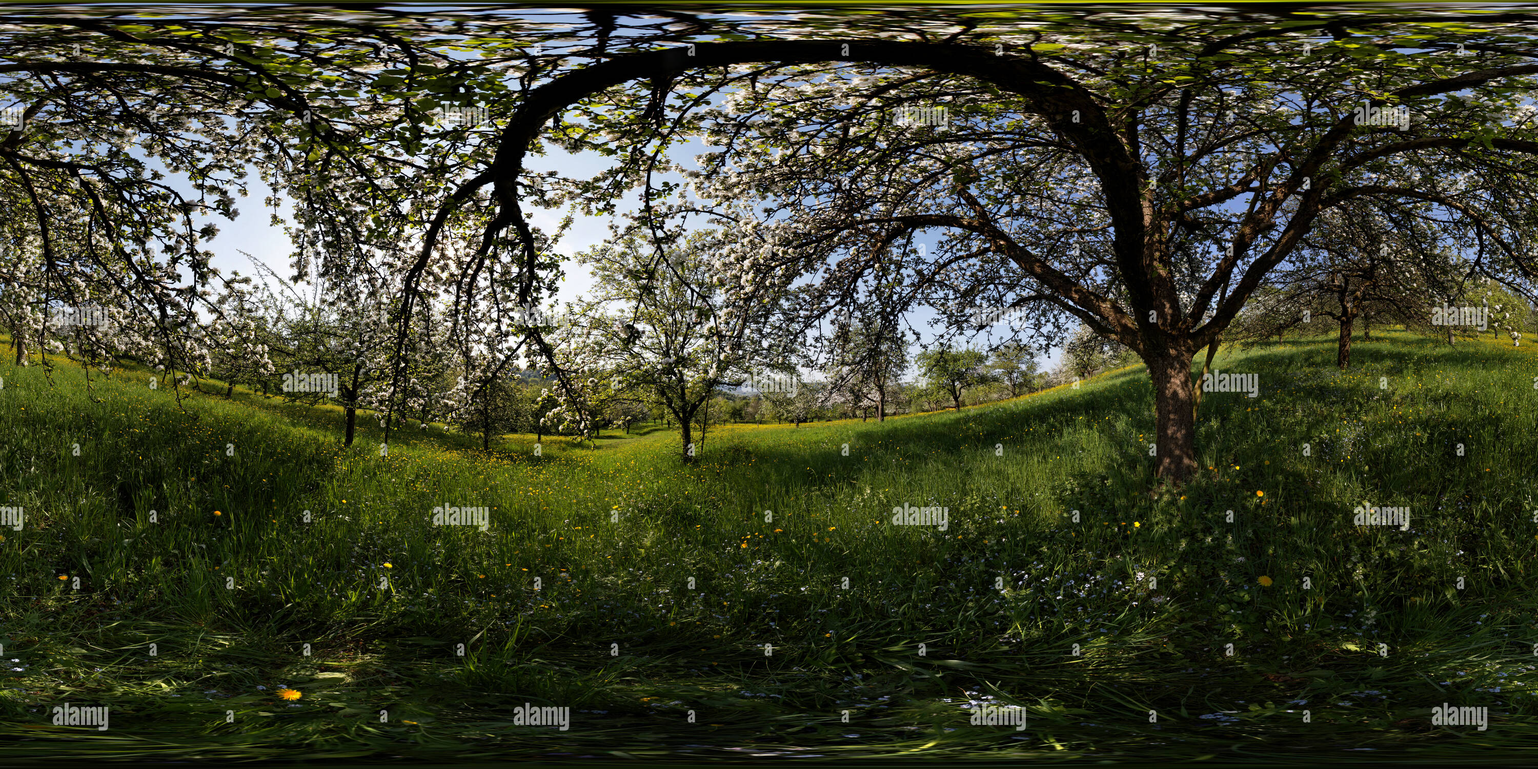360 degree panoramic view of bluehende Streuobstwiese