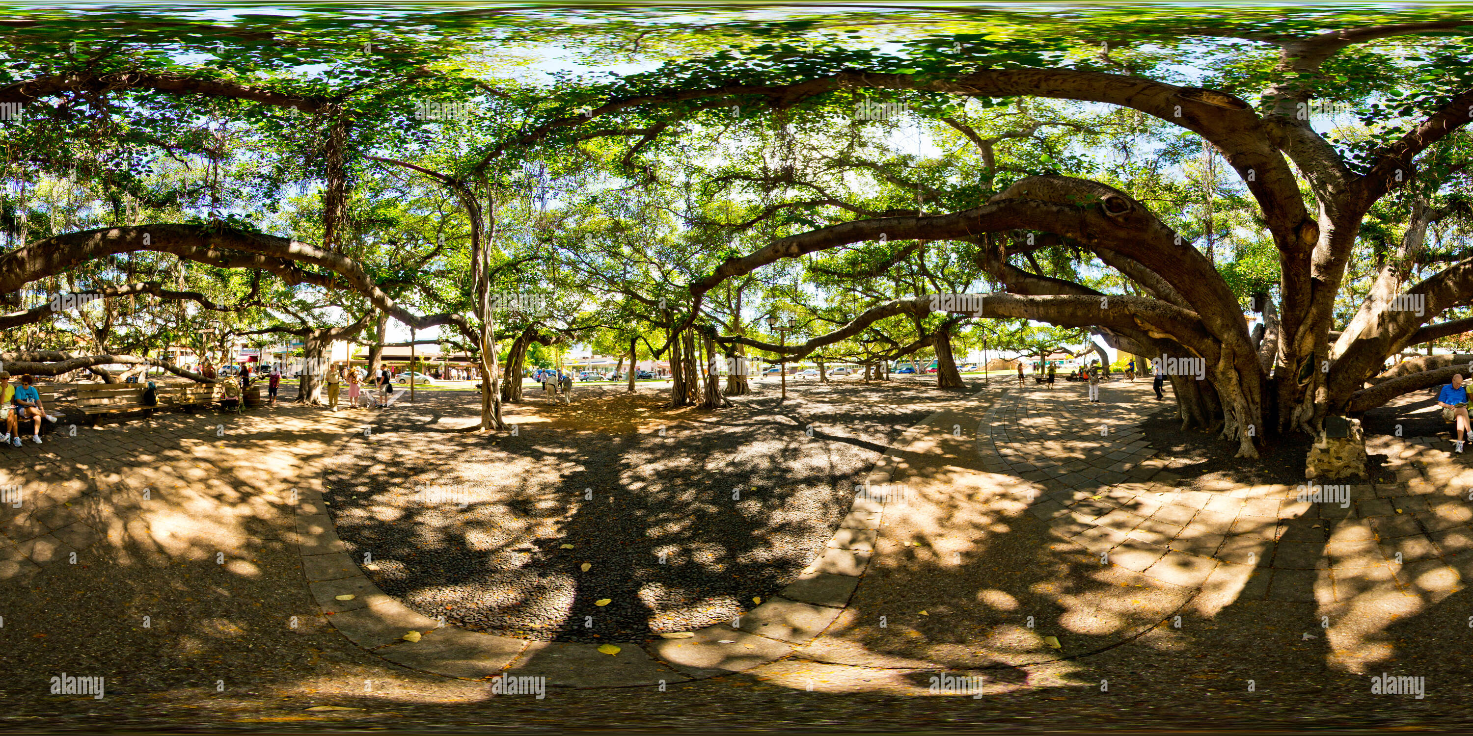 Oldest banyan tree hires stock photography and images Alamy