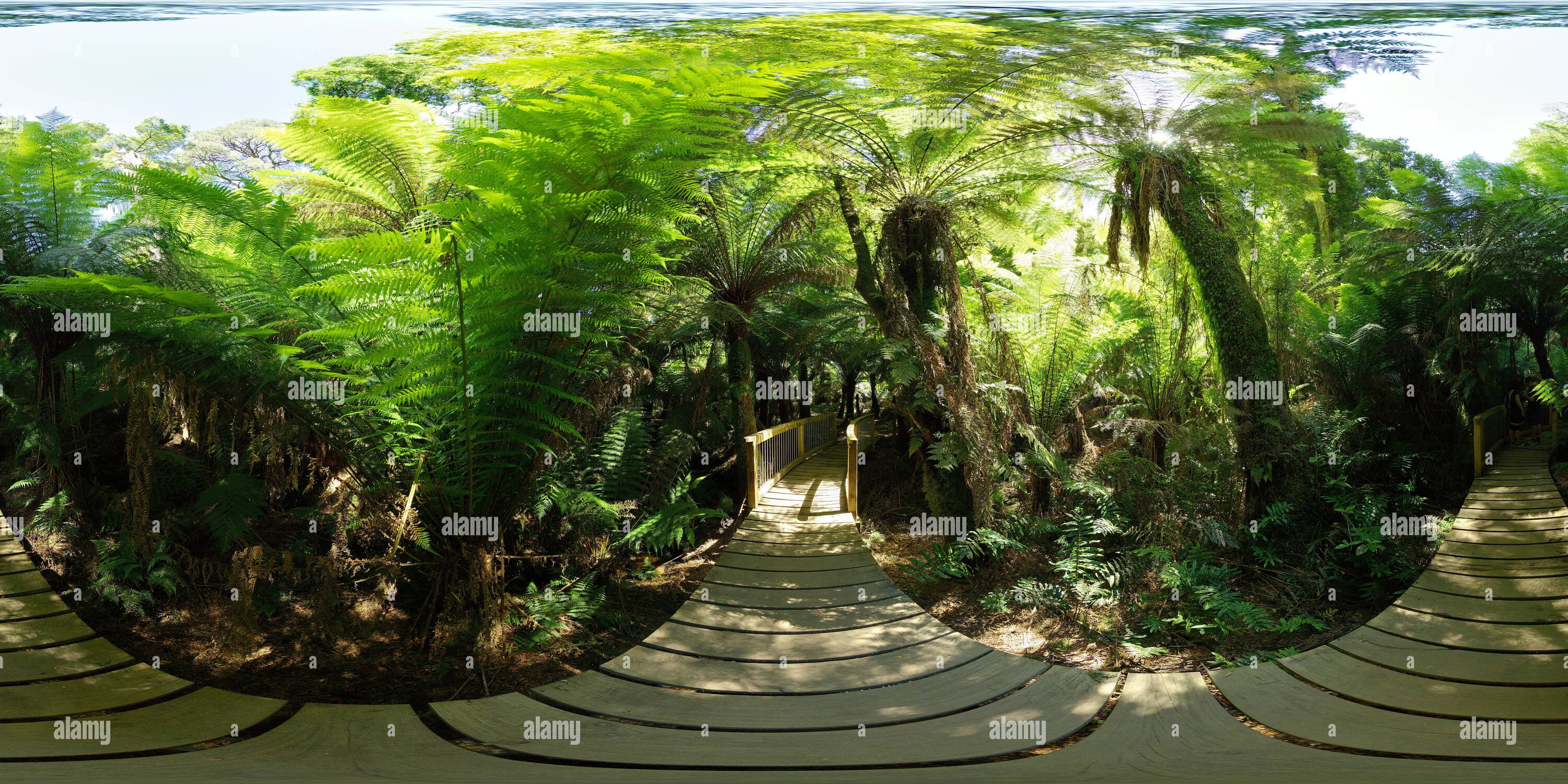 360° view of Maits Rest Rainforest Walk Alamy
