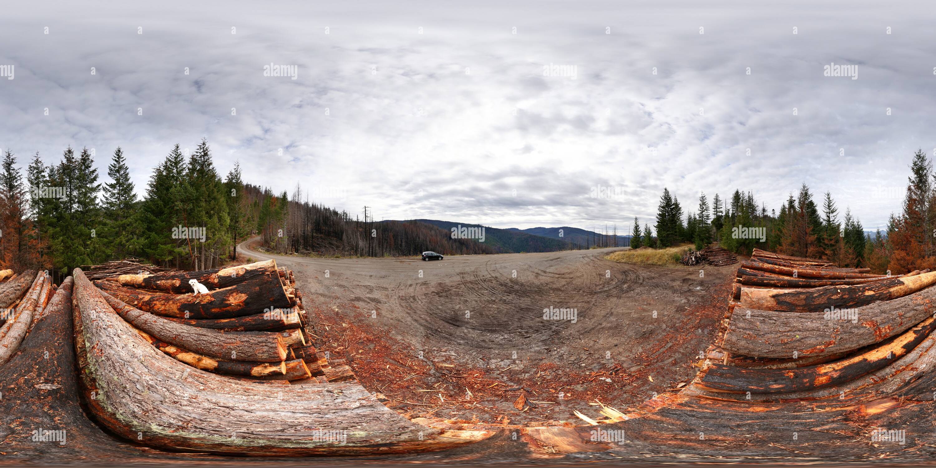 360 degree panoramic view of Forest fire burn log pile