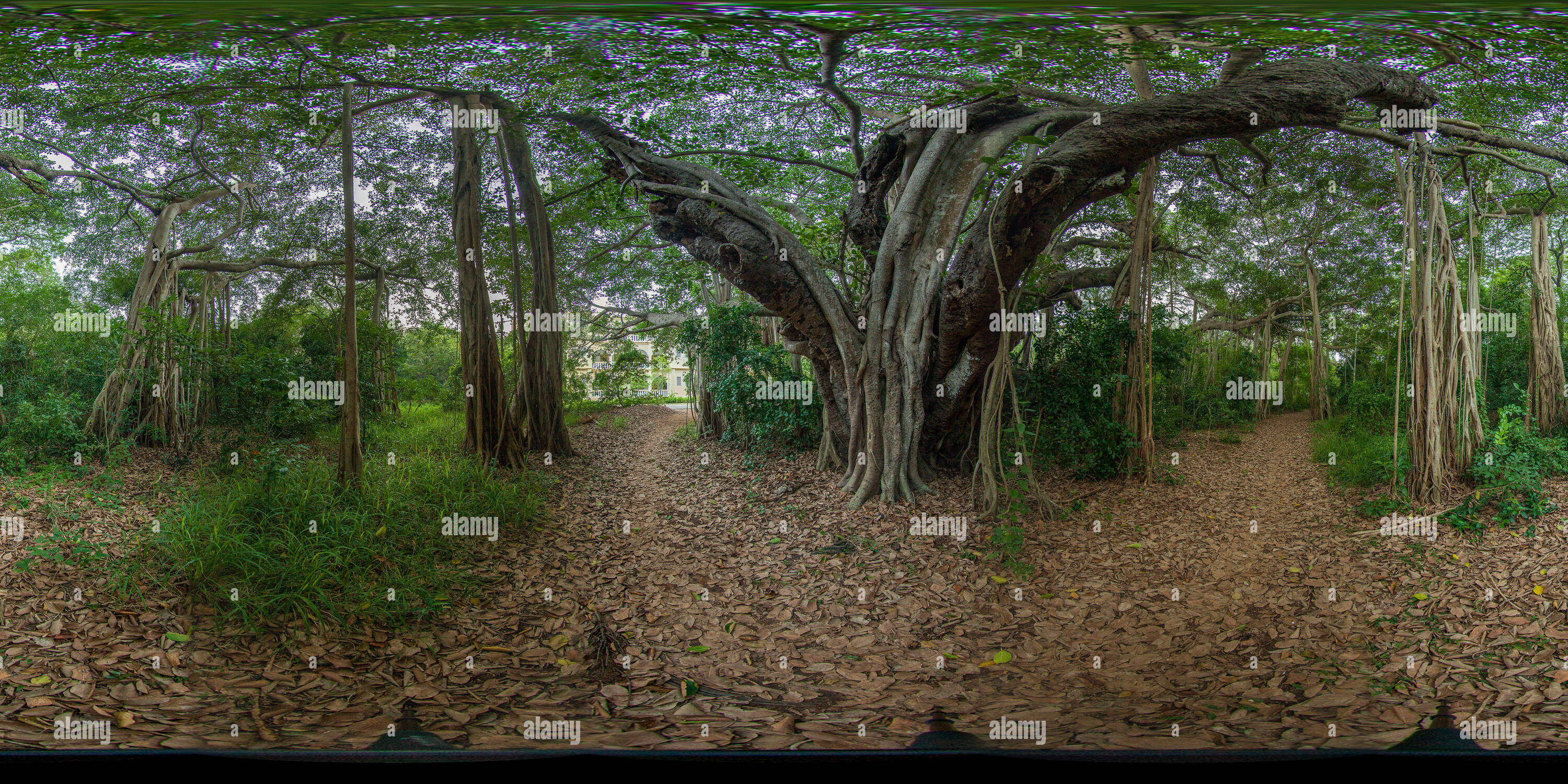 360 degree panoramic view of Banyan Tree inside The Theosophical Society Adyar 03
