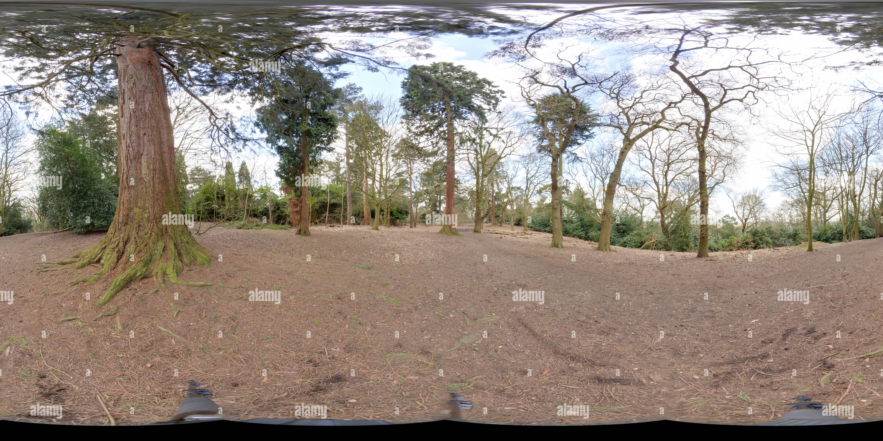 360° view of Redwood trees, St Anns Hill, Chertsey Alamy