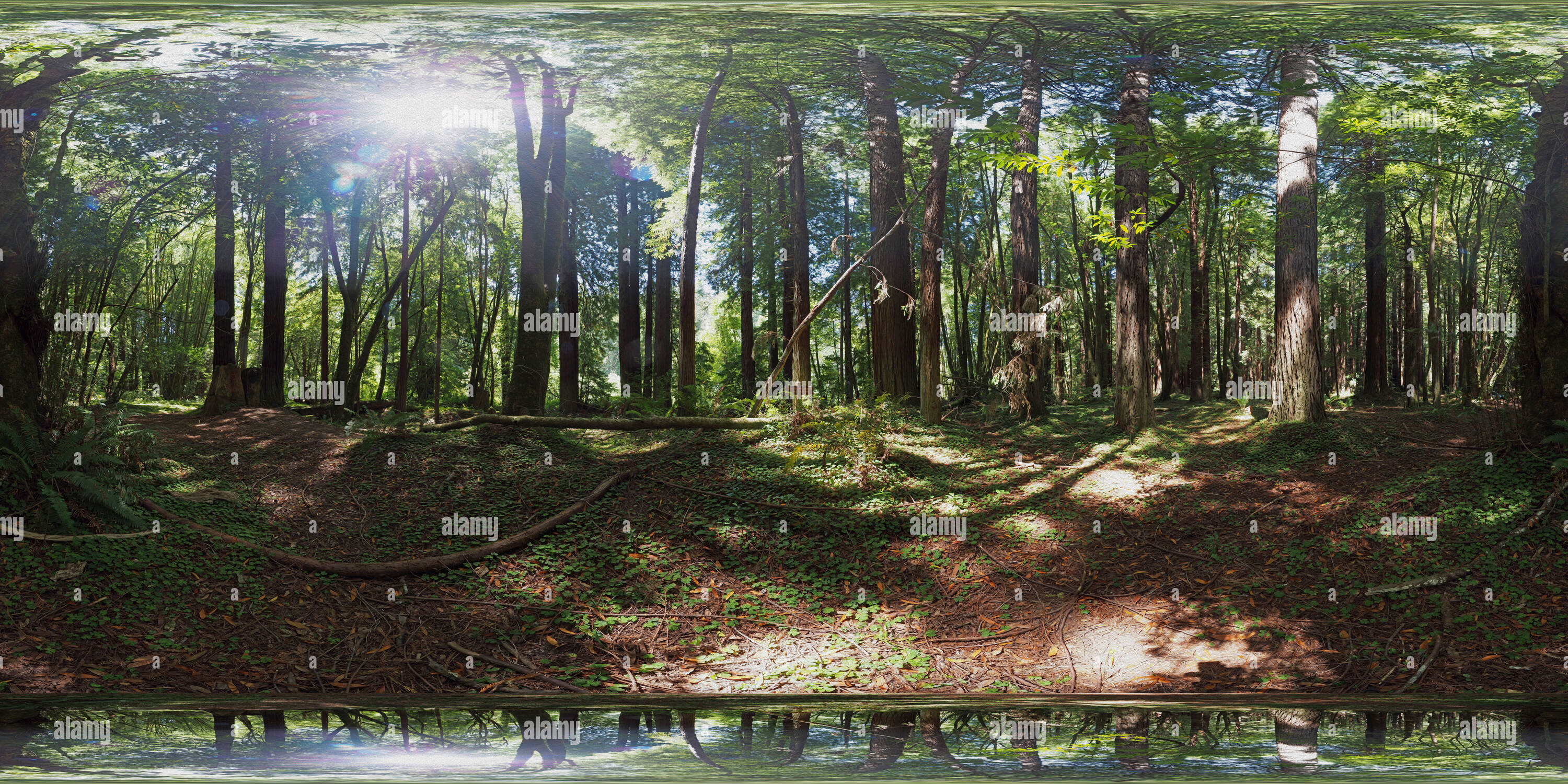 360 degree panoramic view of Simulated 360 Degree Oil Painting of Navarro River Redwoods State Park, Elk, California