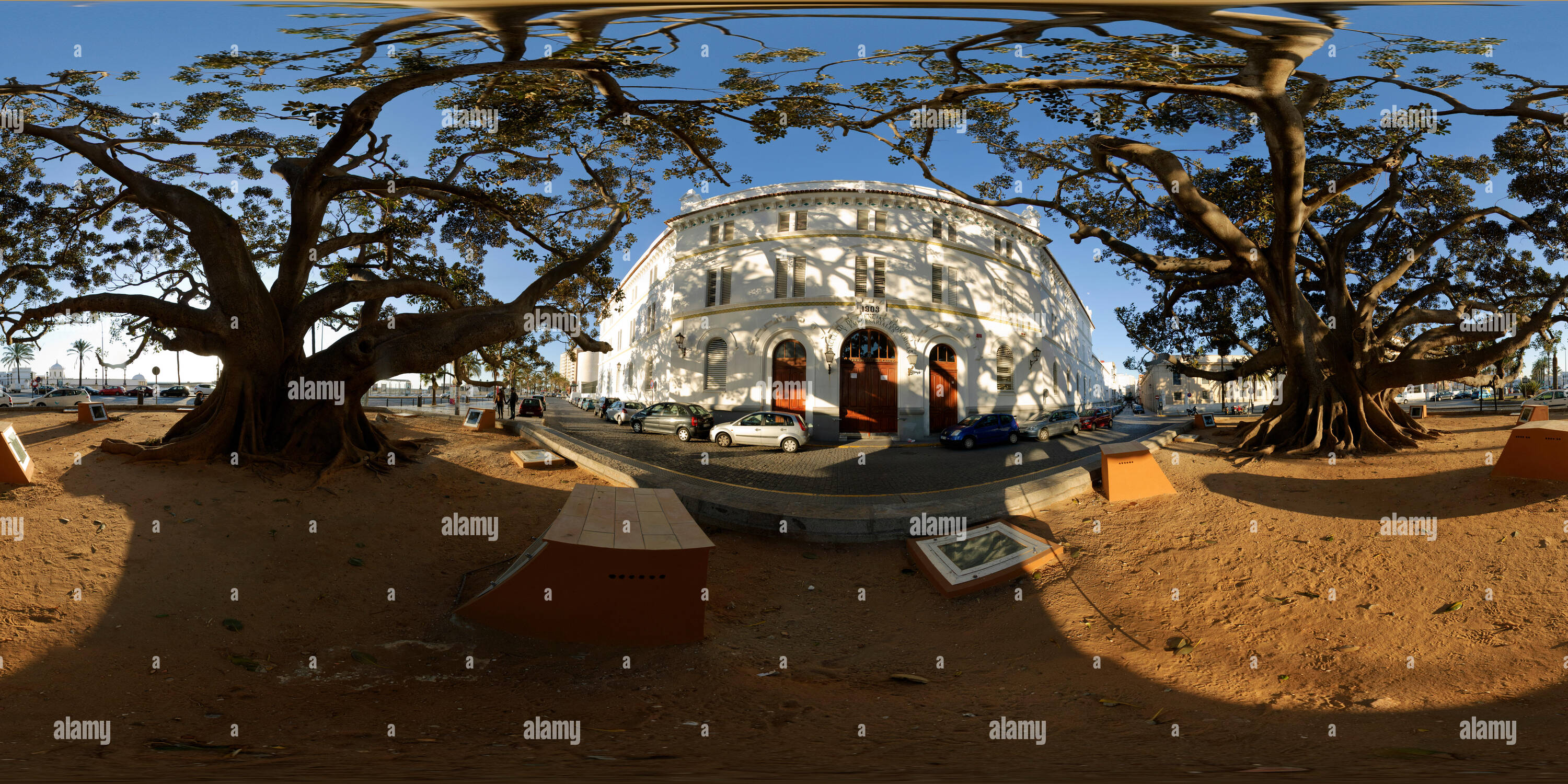360 degree panoramic view of Century-old giant Rubber Trees 'ficus macrophylla'  in front of the Entrance to the Economical Science Faculty, Cadiz, Spain