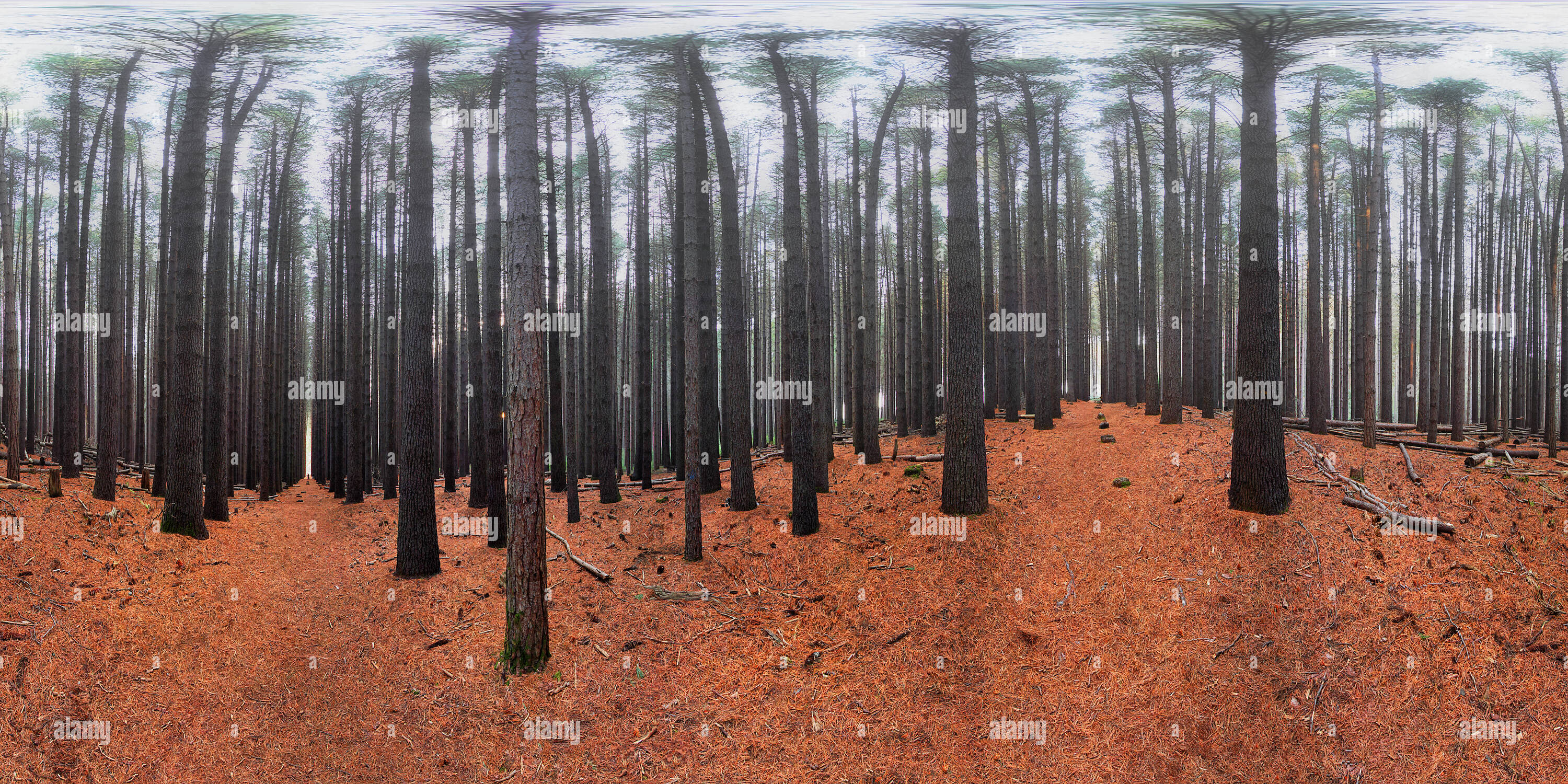 360° view of Sugar Pine Forest NIK Processing Alamy