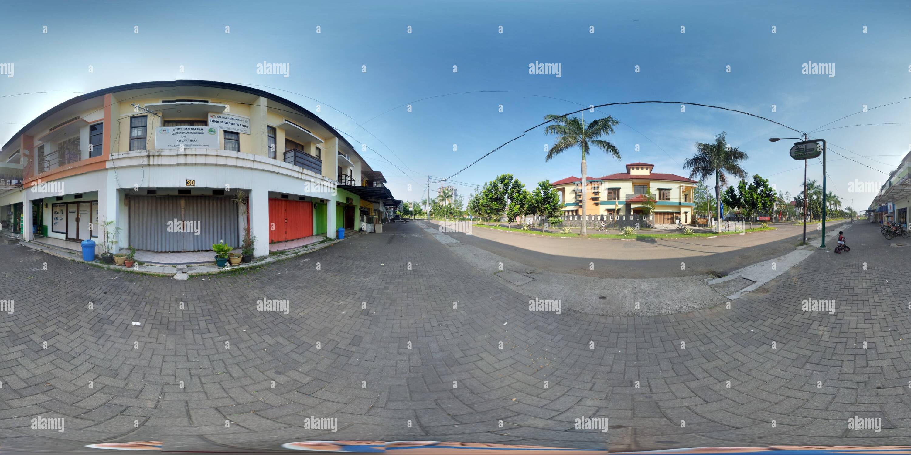 Pinus regensi hi-res stock photography and images - Alamy