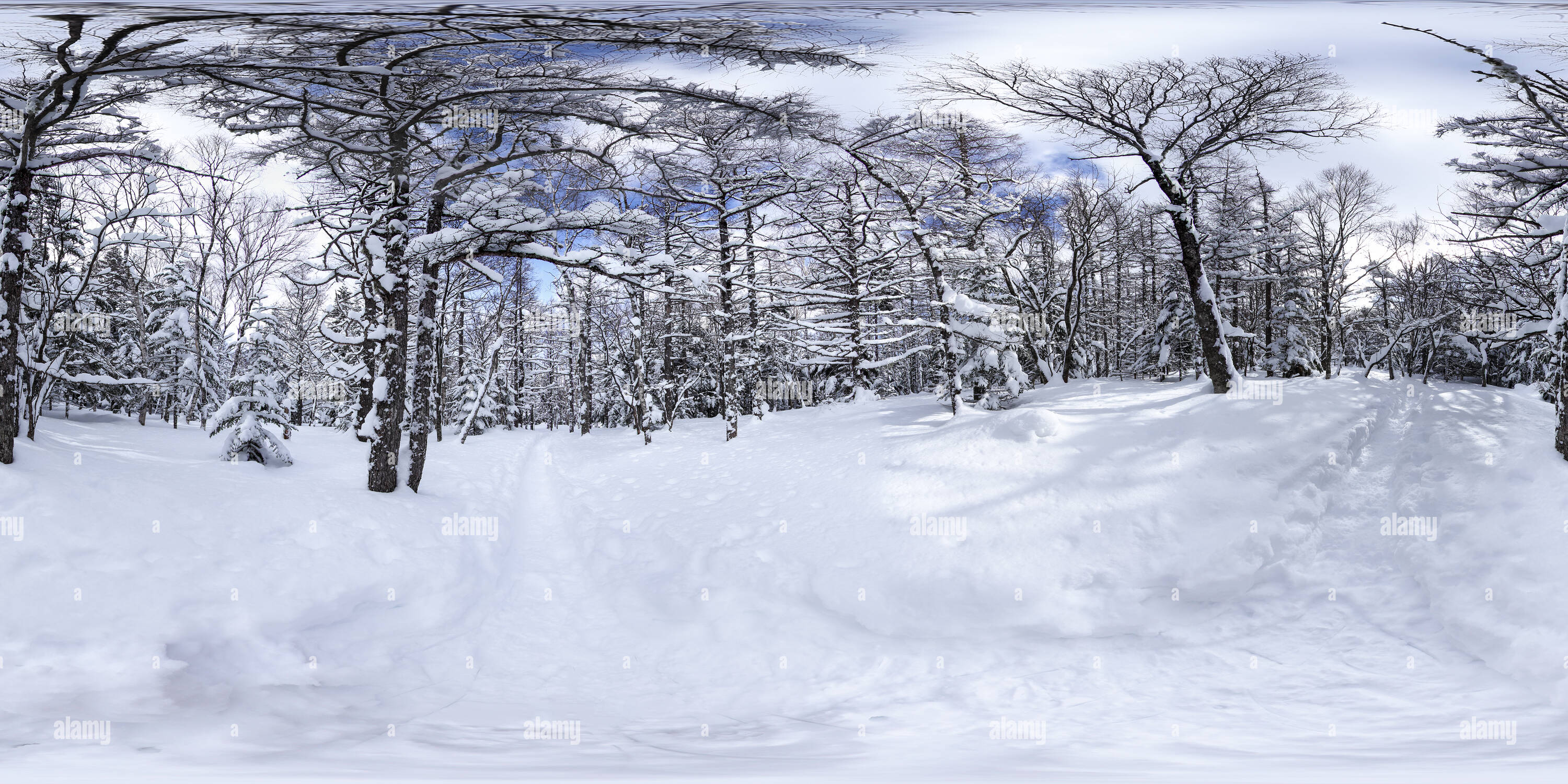 Snow 360 360° view of Snow forest at Tateshinayama - Alamy